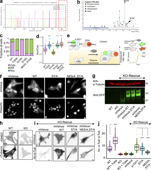 αTAT1 localization is mediated by its T322 residue. (a–j) (a) NetPhos predicted phosphosites (F285-R323 are highlighted in red box); (b) posttranslational modifications in α-TAT1 curated by PhosphoSitePlus; (c) categorical and (d) ratiometric analyses of indicated α-TAT1 mutants; (e) cartoon of live cell protein–protein interaction assay, Rapa: Rapamycin; (f) images showing intracellular localization of mVenus and mVenus-tagged α-TAT1 mutants; (g) Western blot showing expression levels of mVenus and mVenus-tagged α-TAT1 mutants in KO cells rescued with indicated constructs (molecular weights in kD are indicated); (h) acetylated α-tubulin levels in WT and KO cells, with or without Tubacin treatment; (i) mVenus and acetylated α-tubulin levels in KO-rescue cells; (j) ratio of acetylated to total α-tubulin in MEFs as indicated. Scale bar: 10 µm. ***, P < 0.001, Student’s t test. For categorical analyses, Nuc: Nucleus enriched, Diff: Diffused, Cyto: Cytosolic. Source data are available for this figure: SourceData FS3.