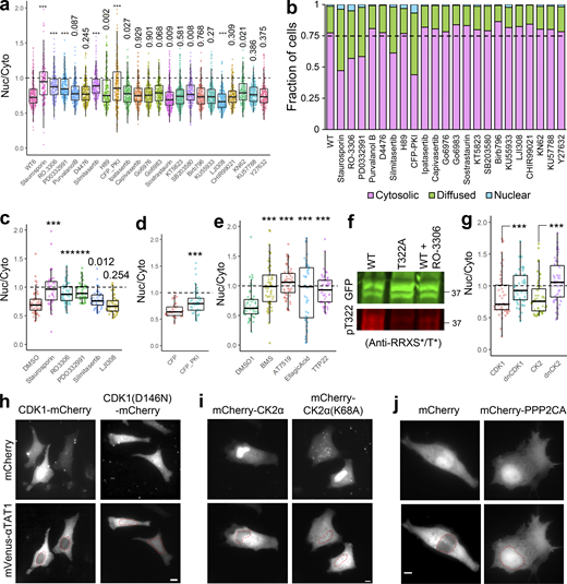 αTAT1 localization is mediated by Serine-Threonine kinases. (a–j) (a) Ratiometric and (b) categorical analysis of mVenus-α-TAT1 localization on kinase inhibitor screening assay; (c) ratiometric analysis of vehicle (DMSO) and kinase inhibitors; (d) over-expression of CFP and CFP-PKI; (e) vehicle (DMSO) and kinase inhibitors; (f) Western blot showing staining with anti-GFP and anti-RRXS*/T* antibodies in HEK cells with exogenous expression of GFP-α-TAT1 and GFP-α-TAT1(T322A) and GFP-α-TAT1 treated overnight with 10 μM RO-3306 (molecular weights in kD are indicated); (g) ratiometric analyses of over-expression of mVenus-α-TAT1 localization in cells coexpressing mCherry-tagged CDK1, dnCDK1 (D146N), CK2, and dnCK2 (K68A); images showing mVenus-α-TAT1 localization in cells coexpressing (h) CDK1-mCherry, CDK1(D146N)-mCherry, (i) mCherry-CK2 and mCherry-CK2(K68A), and (j) mCherry and mCherry-PPP2CA. Scale bar: 10 µm. ***, P < 0.001 or as indicated, Student’s t test. For categorical analyses, Nuc: Nucleus enriched, Diff: Diffused, Cyto: Cytosolic. Source data are available for this figure: SourceData FS4.