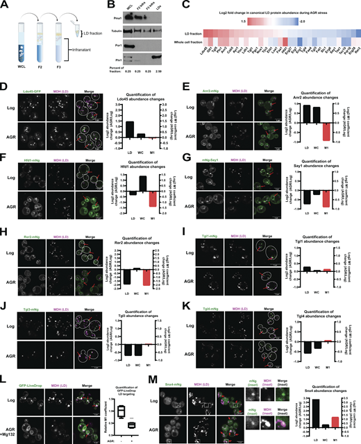 Proteomics and fluorescence imaging indicates selective remodeling of LD proteome during AGR. (A) Cartoon schematic of step-wise LD isolation. (B) Western blot of whole cell lysate (WCL), and fractions of LD isolation protocol as in A. Pma1, plasma membrane marker; Por1, mitochondria marker; Pln1, LD marker; Tubulin, cytoplasmic marker. (C) Heatmap of log2-fold abundance changes of annotated LD proteins from LC-MS/MS proteomics on either isolated LD samples (top) or whole-cell lysates (bottom). Heat map shows the relative log2 change of 4 h AGR over log-phase samples. (D–K) Yeast with GFP or mNg-tagged LD proteins with MDH LD stain in log-phase and 4 h AGR. Each protein has quantification of log2 fold abundance changes from LD fraction (LD) and whole-cell (WC) proteomics as in C, as well as the relative M1 Manders coefficient from imaging. (L) Yeast expressing GFP-Livedrop and imaged in either log-phase or 4-h AGR conditions, with corresponding M1 Manders coefficient quantified. (M) Snx4-mNg yeast with LD MDH stain in log and 4-h AGR yeast. Insets are of LDs and Snx4-mNg signal. Calculated log2 fold abundance changes for LD, WC, and M1. ***, P < 0.001. All scale bars, 5 μm. Source data are available for this figure: SourceData F5.