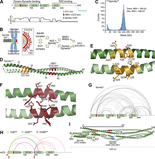 Spindly is a folded adaptor. (A) Schematic representation of the organization of the coiled-coil regions of Spindly, and relevant coiled-coil prediction (COILS, ExPaSy suite). (B) Organization of the kinetochore and corona. (C) Results of mass photometry measurement of a sample of mCh-tagged Spindly (mChSpindlyFL). The measurements are consistent with Spindly being a dimer in solution, even at very low concentration (10 nM). MW, molecular weight. (D) Crystallographic structure of a Spindly1–100 construct. Only residues 2–97 were visible in the electron density. (E) Structure of the Spindly CC1 box (orange) and surrounding sequence. (F) Structure of the Spindly HBS1 (also known as CC2 box; red) and surrounding sequence. (G) Summary of XL-MS data reporting Spindly intramolecular crosslinks. For ease of viewing, only crosslinks detected ≥3 times and involving sites ≥40 residues apart are depicted. See also Table S2 for a detailed list of all crosslinks. (H) Summary of XL-MS data reporting Spindly intramolecular crosslinks found through amber codon suppression experiments. Red arrows indicate the sites where the BPA residues were introduced. Crosslinking results from three mutants are merged: Y26BPA (orange), Q29BPA (cyan), and F258BPA (magenta). A few crosslinks identified between the BPA residues and the mCh tag were considered spurious and not displayed. See also Table S2 for a detailed list of crosslinks. (I) AF2 Multimer prediction of Spindly structure. The CC1 box is in orange, the HBS1 in red, the Spindly motif in blue. The C-terminal unstructured tail of Spindly (aa 440–605) was omitted from the model due to the very low confidence index (pLDDT) of the prediction for this region (unpublished results).