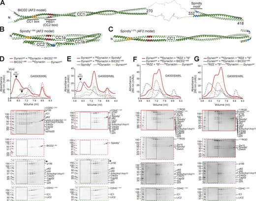 Spindly autoinhibition prevents its interaction with DD. (A) AF2 Multimer was used to predict a model of BicD2. The flexible region between 270 and 332 has very low reliability and has therefore been artificially linearized for visualization purposes (see Materials and methods). The tail region has been omitted due to limited reliability of the predictions. (B) AF2 Multimer model of Spindly1–309. (C) AF2 Multimer model of Spindly1–275. PAE plots and pLDDT scores for B and C are displayed in Fig. S2. (D) Analytical SEC elution profile from a G4000WXL column and SDS-PAGE to compare complex formation between BicD2 (red, dashed), PBDynactin (purple, dashed), and Dynein tail (green, dashed). Experiments assessing complex formation are shown in continuous red line. Every second 100 μl elution fraction within the indicated volume range was loaded for SDS-PAGE analysis. (E–G) Analytical SEC elution profile and SDS-PAGE of complex formation between an adaptor–cargo/adaptor complex (red, dashed), PBDynactin (purple, dashed), Dynein tail (green, dashed), and the complex run shown in red. Overlaid (black, dashed) the Dynein tail, Dynactin, BicD21–400 complex run of D. (E) Farnesylated SpindlyFL. (F) Full-length SpindlyF and RZZ treated with λ-phosphatase. (G) Full-length SpindlyF and RZZ pretreated with a mix of mitotic kinases (MPS1, Aurora B, CDK1/Cyclin B). Note that the Dynein tail and Dynactin controls are both shared between D and E, and F and G. The vertical line with an asterisk in D and E marks the accumulation of unknown contaminants in the upper part of the gel. In all SEC experiments in this figure, Spindly was full length and farnesylated. Dynein tail: 1 nM; Dynactin: 1.5 µM; Spindly: 8 µM; RZZ: 2 µM. mAU, milli absorbance units. Molecular weights are in kD. Source data are available for this figure: SourceData F2.