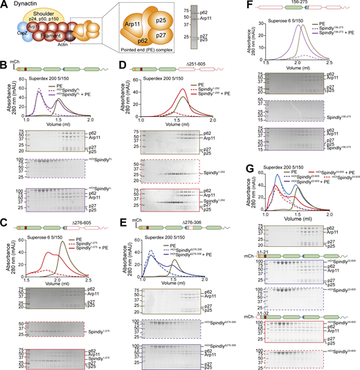 Spindly autoinhibition is relieved by N- and C-terminal deletions. (A) Schematic representation of the PE complex in the context of Dynactin, and SDS-PAGE of its chromatographic peak in gel filtration. (B–G) Analytical SEC binding assays between the Dynactin PE (brown) and Spindly constructs. The complex run is always represented with a continuous line, the Spindly construct with a dashed line. (B)mChSpindly (purple). (C) Spindly1–275 (red). (D) Spindly1–250 (red). (E)mChSpindly∆276–306 (blue). (F) Spindly156–275 (purple). (G)mChSpindly22–605 (blue); mChSpindly33–605 (red). (B–E and G) PE: 3 µM, Spindly constructs: 8 µM. (F) PE: 4 µM, Spindly156–275: 10 µM. The control gels with the PE alone are shared between B, G, C, F, and D and Fig. S3 A. mAU, milli absorbance units. Molecular weights are in kD. Source data are available for this figure: SourceData F3. Refer to the image caption for details.