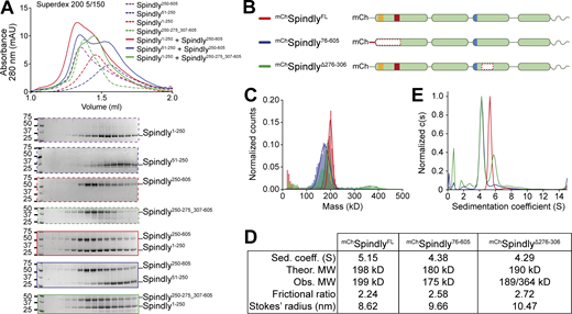 Spindly autoinhibition involves a direct interaction between N- and C-terminal regions. (A) Analytical SEC elution profile and SDS-PAGE analysis for interaction assays between the Spindly N-terminal and C-terminal domains. Spindly1–250 (red, dashed) interacts with Spindly250–605 (alone: purple, dashed; complex: red, continuous), but not with Spindly250–275_307–605 (alone: green, dashed; complex: green, continuous). Spindly51–250 (blue, dashed) does not interact with Spindly250–605 (complex: blue, continuous). Concentration of all fragments: 10 µM. (B) schematic representation of Spindly constructs referred to in C–E. (C) Mass photometry results for the constructs in B. (D) Data table from hydrodynamic and mass photometry results in C and D. The Stokes’ radius and frictional ratio were estimated from the AUC-measured sedimentation coefficient and from the theoretical molecular weights (MW). (E) AUC results for the constructs in B. The smaller sedimentation coefficient indicates higher drag, which is caused by an increased Stokes’ radius. Molecular weights are in kD. Source data are available for this figure: SourceData F4.