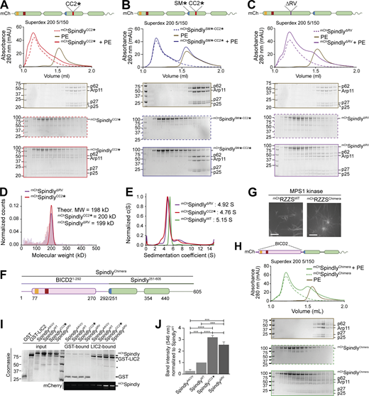 Point mutations relieve Spindly autoinhibition. (A–C and H) Analytical SEC analyses on a Superdex 200 5/150 column to assess complex formation between the Dynactin PE (brown) and various Spindly constructs. The complex run is always represented with a continuous line, the Spindly construct with a dashed line. (A)mChSpindlyCC2* (red). (B)mChSpindlySM*-CC2* (blue). (C)mChSpindlyΔRV (purple). (H)mChSpindlyChimera (green). PE: 3 µM; Spindly construct: 8 µM. (D) Mass photometry results for mChSpindlyCC2* (red) and mChSpindlyΔRV (purple). The main peaks’ “shoulders” are consistent with minor sample degradation. (E) AUC profile of mChSpindlyCC2* (red), mChSpindly∆RV (purple), and mChSpindlyWT (green). c(S), sedimentation coefficient. (F) schematic representation of the mChSpindlyChimera. (G) Spinning-disk confocal fluorescence microscopy-based filamentation assay at 561 nm shows the indicated mChRZZSF species (4 µM RZZ, 8 µM farnesylated Spindly) form filaments when incubated at 20°C with MPS1 kinase. Scale bar: 5 µm. (I) SDS-PAGE analysis of pulldown assay with either GST or GST-tagged LIC2 as bait, and mCh-tagged Spindly as prey. Coomassie staining and fluorescent signal in the red channel are displayed. Asterisks mark contaminants or degradation products. (J) Quantification of the mChSpindly fluorescent signal and SDs calculated from three technical replicates. Statistical analysis was performed with a parametric test comparing two unpaired groups. ***, P ≤ 0.001; ****, P ≤ 0.0001. The PE alone controls in A and C are shared with the control in Fig. 3 E. mAU, milli absorbance units. Molecular weights are in kD. Source data are available for this figure: SourceData F5.