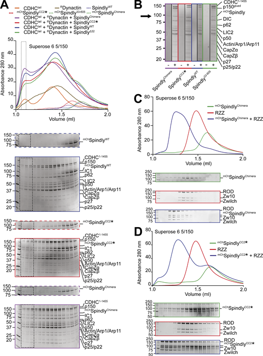 Complex formation assay between DD and Spindly mutants. (A) Elution profiles and SDS-PAGE of complex formation assays between Dynein tail, recombinant Dynactin, and Spindly constructs. Experiment run on a Superose 6 5/150 column, in stoichiometric conditions. Only selected gels are displayed. The gray-dotted box indicates the fraction loaded in the SDS-PAGE shown in B. Dynein tail: 0.75 µM, Dynactin: 0.75 µM, Spindly: 2 µM. (B) Comparison of the fractions of the expected DDS complex peak shown in A. A minus sign indicates adaptor-only runs, a plus indicates full complex runs. The arrow points at the expected position of mChSpindly. (C and D) Analytical SEC experiments on a Superose 6 5/150 column to assess complex formation (blue) between the RZZ complex (red) and the indicated Spindly constructs (green). (C) mChSpindlyChimera. (D) mChSpindlyCC2*. RZZ: 2 µM; Spindly constructs: 6 µM. Both Spindly constructs were pre-farnesylated. Molecular weights are in kD. Source data are available for this figure: SourceData F6.