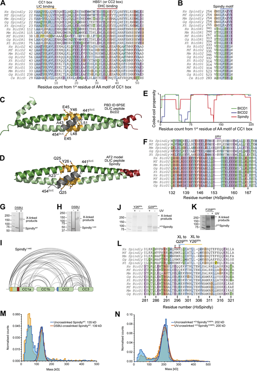 Additional analyses of Spindly motifs and their influence on Spindly conformation. (A) Multiple sequence alignment of the first part of the CC1 region of the indicated adaptors containing the CC1 box and the HBS1 (or CC2 box). Hs, Homo sapiens; Mf, Macaca fascicularis; Mm, Mus musculus; Gg, Gallus gallus; Xt, Xenopus tropicalis; Ce, Caenorhabditis elegans. (B) Multiple sequence alignment of the Spindly motif. (C) Cartoon model of PDB accession no. 6PSE (Lee et al., 2020) showing the mode of binding of a LIC peptide (gray) to the CC1 box (yellow-orange). (D) ColabFold prediction model of the Spindly CC1:LIC peptide complex. Coloring as in C. (E) Coiled-coil propensity was predicted with the COILS program within ExPasY suite (Duvaud et al., 2021) and displayed for all indicated adaptors from the first residue of the CC1 box (see A). The coiled-coil propensity for Spindly has a deep that corresponds to a two-residue insertion shown in F. (F) Multiple sequence alignment of the region of CC1 around the two-residue insertion in Spindly that causes a deep in the coiled-coil prediction profile (see E). (G) SDS-PAGE documenting crosslinking of the full-length Spindly proteins with DSBU. (H) SDS-PAGE documenting crosslinking of the Spindly1–440 proteins with DSBU. G and H were obtained from the same original gel and the marker lane is the same in the two panels. (I) Summary of XL-MS data reporting Spindly intramolecular crosslinks. for ease of viewing, only crosslinks detected ≥3 times and involving sites ≥40 residues apart are depicted. See also Table S2. (J and K) Coomassie-stained SDS-PAGE gels documenting crosslinking of the indicated BPA mutants upon treatment with UV light. (L) Multiple sequence alignment of the indicated adaptors in the main region targeted by Q29BPA and Y26BPA. The CC2* mutant discussed in the text is the charge reversal mutant (E–E) at the two indicated positively charged residues (R295 and K297 in human Spindly). (M) Mass-photometry analysis of DSBU-crosslinked vs. untreated Spindly. The analysis does not detect an enrichment of oligomeric products, and identifies both samples as dimers. The peak at the detection limit of the mass photometer (40–50 kD) is below the expected size of the Spindly monomer (70 kD) and is likely due to slight degradation of the sample. (N) Mass-photometry analysis of UV-crosslinked vs. untreated mChSpindlyY26BPA. The analysis does not detect an enrichment of oligomeric products. Molecular weights are in kD. Source data are available for this figure: SourceData FS1.