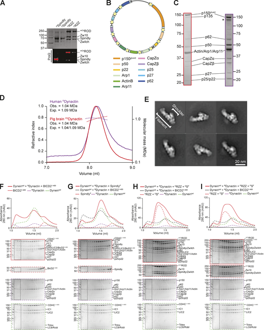 Recombinant human Dynactin. (A) Coomassie-stained SDS-PAGE and ProQ Diamond staining of phosphorylated and dephosphorylated RZZ and Spindly. Samples were initially dephosphorylated with λ-PPase (samples indicated as “D”) and later re-phosphorylated with the mitotic kinases CDK1/CyclinB, MPS1, and Aurora B (samples indicated as “P”). (B) Map of the Dynactin expression plasmid. Individual subunits are labeled according to the list below. CMV promoters and enhancers are labelled in yellow. PolyA signals are labeled in light blue. (C) Comparison of SDS-PAGE (Coomassie staining) of PBDynactin (left, red) and recombinant human Dynactin (right, purple). (D) SEC-MALS analysis of human recombinant RDynactin (purple) and PBDynactin (red). PBDynactin contains a mix of the p150 isoforms p150glued and p135, yielding two different expected masses. (E) 2D class averages from negative stain imaging of RDynactin. (F–I) Analytical size-exclusion chromatography on a Superose 6 5/150 column to assess complex formation between an adaptor–cargo/adaptor complex (red, dashed), PBDynactin (purple, dashed), Dynein tail (green, dashed), and with the complex run shown in red. (F) BicD21–400. (G) SpindlyFL. (H) RZZ-SpindlyFL treated with λ-phosphatase. (I) RZZ-SpindlyFL pretreated with a mix of mitotic kinases (MPS1, Aurora B, CDK1/Cyclin B). Dynein tail and RDynactin controls are shared in F–I. In all SEC experiments in this figure, SpindlyFL was farnsylated. Dynein concentration: 750 nM, Dynactin concentration: 750 nM, Spindly/BicD2 concentration: 4 µM, RZZ concentration: 1 µM. mAU, milli absorbance units. Molecular weights are in kD. Source data are available for this figure: SourceData FS4. Refer to the image caption for details.