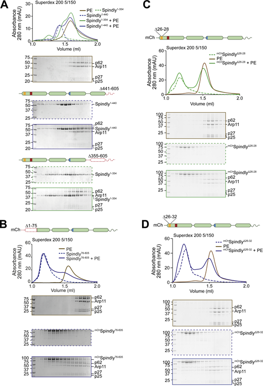 Additional analyses of the Spindly N-terminal autoinhibitory region. (A–D) Additional analytical SEC interaction assays between the Dynactin PE (brown) and the indicated Spindly constructs. The complex run is always represented with a continuous line, the Spindly construct with a dashed line. (A) Spindly1–440 (blue); Spindly1–354 (green). (B)mChSpindly76–605 (blue). (C)mChSpindlyΔ26–28 (green). (D)mChSpindlyΔ26–32 (blue). PE: 3 µM; Spindly construct: 8 µM. The PE alone control in A is shared with Fig. 3 D, between C and D, and between B and Fig. S6, A and B. mAU, milli absorbance units. Molecular weights are in kD. Source data are available for this figure: SourceData FS5. Refer to the image caption for details.