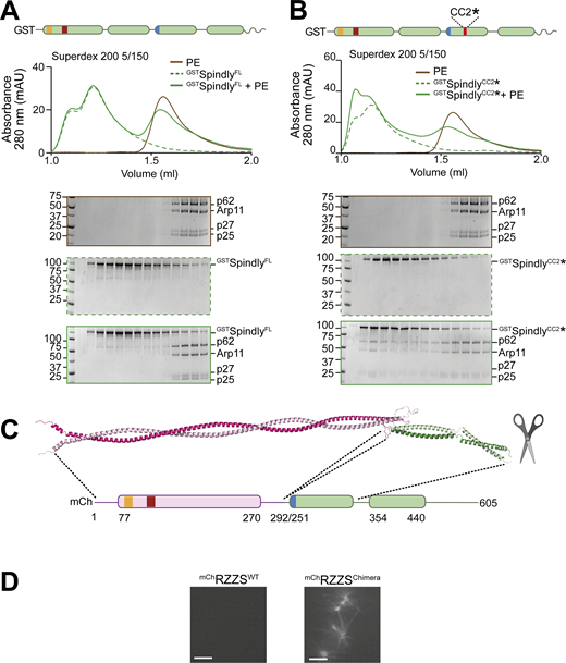 Additional characterization of Spindly binding to PE. (A) SEC separation of GSTSpindly (dotted green line), the PE complex (brown line), and their mixture (continuous green line). (B) SEC separation of GSTSpindlyCC2* (dotted green line), the PE complex (brown line), and their mixture (continuous green line). The PE control is shared between the two shown experiments and with Fig. S3 B. PE: 3 µM, Spindly construct: 8 µM. (C) The AF2 ColabFold model of the BicD2-Spindly chimera shows CC1 is continuous. (D) Spinning-disk confocal fluorescence microscopy-based filamentation assay at 561 nm with the indicated mChRZZSF species (4 µM RZZ, 8 µM SpindlyF) at 20°C in absence of MPS1 kinase. mAU, milli absorbance units. Molecular weights are in kD. Scale bar: 5 µm. Source data are available for this figure: SourceData FS6.