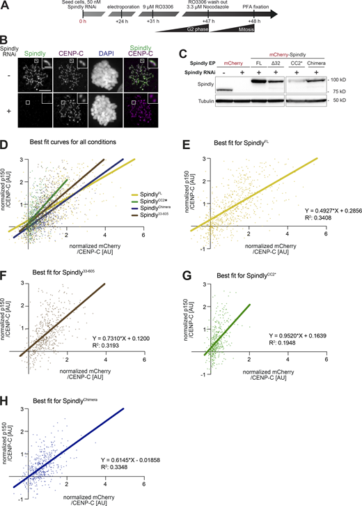 Additional data on kinetochore levels of Dynactin with Spindly mutants. (A) Schematic of the RNAi and complementation by electroporation with recombinant proteins. Scale bar: 5 µm (whole cell) or 1 µm (inset). (B) Representative images of RNAi control cells and cells depleted of Spindly by RNAi. (C) The indicated proteins were electroporated under the same conditions shown in A. 1 h after release from a G2 arrest into mitosis in presence of 3.3 μM Nocodazole, mitotic cells were collected, lysed, and analyzed by immunoblotting with the indicated antibodies. 60 µg of cleared lysate was used for each condition, and Tubulin is shown as a loading control. (D–H) Least square fitting through the distribution of data points reporting for each kinetochore the CENP-C–normalized mChSpindly intensity on the x-axis and the CENP-C–normalized p150glued intensity on the y-axis. Data and statistical analyses for these experiments is described in the legend to Fig. 7. (D) All fit curves with all data points. (E) Individual best fit for mChSpindlyFL. (F) Individual best fit for mChSpindly33–605. (G) Individual best fit for mChSpindlyCC2*. (H) Individual best fit for mChSpindlyChimera. Source data are available for this figure: SourceData FS7.