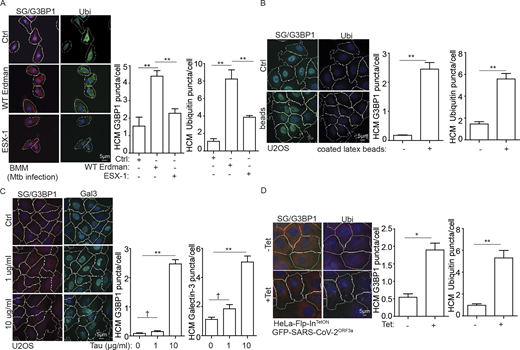 Diverse pathological agents induce lysosomal damage and SG formation response. (A) Quantification by HCM of G3BP1 and ubiquitin (Ubi) puncta in BMM cells infected with Mtb strain Erdman or its ESX-1 mutant at MOI = 10 for 20 h. White masks, algorithm-defined cell boundaries. Red masks, computer-identified G3BP1 puncta. Green masks, computer-identified ubiquitin puncta. (B) Quantification by HCM of G3BP1 and ubiquitin puncta in U2OS cells treated with FuGENE HD-coated latex beads (Polybead Amino Microsphere) for 16 h. Green masks, computer-identified G3BP1 puncta. Red masks, computer-identified ubiquitin puncta. (C) Quantification by HCM of G3BP1 and Gal3 puncta in U2OS cells treated with 1 or 10 µg/ml Tau oligomer overnight. Red masks, computer-identified G3BP1 puncta. Green masks, computer-identified Gal3 puncta. (D) Quantification by HCM of G3BP1 and ubiquitin puncta in the constructed HeLa Flp-InTetON GFP-SARS-CoV-2ORF3a cells induced by 1 µg/ml tetracycline (Tet). Red masks, computer-identified G3BP1 puncta. Pink masks, computer-identified ubiquitin puncta. Data, means ± SEM; HCM: n ≥ 3 (each experiment: 500 valid primary objects/cells per well, ≥5 wells/sample). †, P ≥ 0.05 (not significant); *, P < 0.05; **, P < 0.01, ANOVA. See also Fig. S5. Source data are available for this figure: SourceData F10. Refer to the image caption for details.