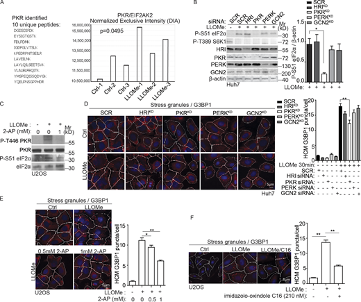 PKR transmits lysosomal damage signals leading to SG formation. (A) Unique PKR peptides and intensity (DIA); LysoIP, n = 3 (see Table S1, Tab 1). Mann-Whitney U test (LLOMe treatment relative to Ctrl). (B) Immunoblot analysis of the phosphorylation of eIF2α (S51) in Huh7 cells transfected with scrambled siRNA as control (SCR) or HRI, PKR, PERK, and GCN2 siRNA for knockdown (KD). Cells were treated with 2 mM LLOMe for 30 min. The level of phosphorylation of eIF2α (S51) was quantified based on three independent experiments. (C) Immunoblot analysis of PKR (T446) and eIF2α (S51) phosphorylation in U2OS cells treated with or without PKR inhibitor 2-AP for 1 h followed by 2 mM LLOMe treatment for 30 min as indicated. (D) Quantification by HCM of G3BP1 puncta in Huh7 cells transfected with scrambled siRNA as control (SCR) or HRI, PKR, PERK, and GCN2 siRNA for knockdown (KD). Cells were treated with 2 mM LLOMe for 30 min. Red masks, computer-identified G3BP1 puncta. (E) Quantification by HCM of G3BP1 puncta in U2OS cells treated with or without PKR inhibitor 2-AP for 1 h followed by 2 mM LLOMe treatment for 30 min as indicated. (F) Quantification by HCM of G3BP1 puncta in U2OS cells treated with or without 210 nM imidazolo-oxindole C16 for 2 h followed by 2 mM LLOMe for 30 min. Red masks, computer-identified G3BP1 puncta. Ctrl, control (untreated cells). Data, means ± SEM; HCM: n ≥ 3 (each experiment: 500 valid primary objects/cells per well, ≥5 wells/sample). *, P < 0.05; **, P < 0.01, ANOVA. Source data are available for this figure: SourceData F3. Refer to the image caption for details.