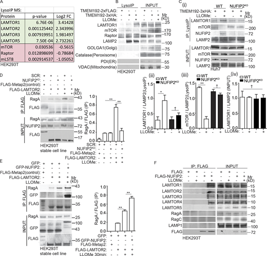 Ragulator abundance and activity on damaged lysosomes is controlled by NUFIP2. (A) Summary of the quantitative changes in relevant proteins of mTORC1 signaling based on DIA LysoIP LC/MS/MS analysis. FC, fold change (see Table S1, Tab 1). (B) Immunoblot analysis of proteins associated with purified lysosomes (LysoIP; TMEM192-3xHA) from HEK293T cells treated with 2 mM LLOMe for 30 min. TMEM192-2xFLAG, control. (C ⅰ–iv) Immunoblot analysis of proteins associated with purified lysosomes (LysoIP) from parental Huh7 WT and NUFIP2-knockout Huh7 cells (NUFIP2KO) treated with 2 mM LLOMe for 30 min (i); quantification (ii–iv), n = 3. (D) HEK293T cells stably expressing FLAG-Metap2 (control) or FLAG-LAMTOR2 transfected with scrambled siRNA (SCR) or NUFIP2 siRNA (NUFIP2KD) were treated with 2 mM LLOMe for 30 min. Cell lysates were immunoprecipitated with anti-FLAG antibody and immunoblotted for indicated proteins. Quantification of interaction between RagA and LAMTOR2, n = 3. (E) HEK293T cells stably expressing FLAG-Metap2 (control) or FLAG-LAMTOR2 transfected with GFP or GFP-NUFIP2 were treated with 2 mM LLOMe for 30 min. Cell lysates were immunoprecipitated with anti-FLAG antibody and immunoblotted for indicated proteins. Quantification of interaction between RagA and LAMTOR2, n = 3. (F) HEK293T cells expressing FLAG (control) or FLAG-NUFIP2 were treated with 2 mM LLOMe for 30 min. Cell lysates were immunoprecipitated with anti-FLAG antibody and immunoblotted for indicated proteins. Data, means ± SEM; †, P ≥ 0.05 (not significant); *, P < 0.05; **, P < 0.01, ANOVA. See also Fig. S3. Source data are available for this figure: SourceData F5. Refer to the image caption for details.
