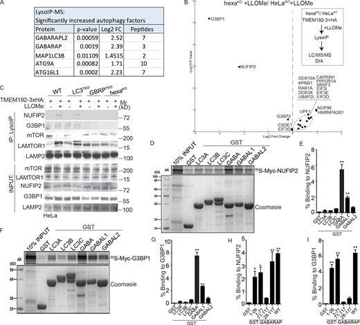 Mammalian ATG8sparticipate in recruitment of NUFIP2 to damaged lysosomes. (A) Summary of the detected autophagy factors and their quantitative changes based on DIA LC/MS/MS analysis of LysoIP in HEK293T cells (see Table S1, Tab 5). FC, fold change. (B) DIA LC/MS/MS analysis of lysosomes purified by anti-HA immunoprecipitation (LysoIP; TMEM192-3xHA) from parental HeLaWT or mATG8 knockout (hexaKO) treated with or without 4 mM LLOMe for 30 min. Scatter (volcano; log2 fold change and −Log10 P values) plot of stress granule core proteins; n = 3 (see Table S1, Tab 9). Dashed line, significance cut-off (P < 0.05). (C) Analysis of indicated proteins associated with purified lysosomes. Lysosomes were purified by anti-HA immunoprecipitation (LysoIP; TMEM192-3xHA) from parental HeLa (WT), LC3TKO, GBRPTKO, and hexaKO cells treated with 4 mM LLOMe for 30 min. (D) GST pulldown assay of in vitro translated and radiolabeled Myc-tagged NUFIP2 with GST or GST-tagged mATG8. GABARAP (GABA); GABARAPL1 (GABAL1); GABARAPL2 (GABAL2). (E) Quantification of D. Data (% binding) represents the percentage of the corresponding protein relative to its input. (F) GST pulldown assay of in vitro translated and radiolabeled Myc-tagged G3BP1 with GST or GST-tagged mATG8. GABARAP (GABA); GABARAPL1 (GABAL1); GABARAPL2 (GABAL2). (G) Quantification of F. Data (% binding) represents the percentage of the corresponding protein relative to its input. (H) Quantification of GST pulldown assay of in vitro translated and radiolabeled Myc-tagged NUFIP2 with GST or GST-tagged GABARAP deletions. Blots in Fig. S4 C. Data (% binding) represents the percentage of the corresponding protein relative to its input. (I) Quantification of GST pull-down assay of in vitro translated and radiolabeled Myc-tagged G3BP1 with GST or GST-tagged GABARAP deletions. Blots in Fig. S4 F. Data (% binding) represents the percentage of the corresponding protein relative to its input. AR, autoradiography. Data, means ± SEM; *, P < 0.05; **, P < 0.01, ANOVA. See also Fig. S4. Source data are available for this figure: SourceData F7. Refer to the image caption for details.