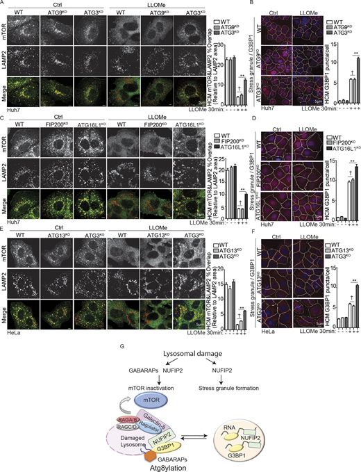 Atg8ylation plays a role in mTOR inhibition and competes with SG formation during lysosomal damage. (A) Quantification by HCM and confocal microscopy imaging of overlaps between mTOR and LAMP2 in parental Huh7 (WT), ATG9KO, and ATG3KO treated with 2 mM LLOMe for 30 min. HCM images in Fig. S5 H. Scale bar, 5 µm. (B) Quantification by HCM of G3BP1 puncta. Parental Huh7 (WT), ATG9KO, and ATG3KO were treated with 2 mM LLOMe for 30 min. White masks, algorithm-defined cell boundaries. Red masks, computer-identified G3BP1 puncta. (C) Quantification by HCM and confocal microscopy imaging of overlaps between mTOR and LAMP2 in parental Huh7 (WT), FIP200KO, and ATG16L1KO treated with 2 mM LLOMe for 30 min. HCM images in Fig. S5 I. Scale bar, 5 µm. (D) Quantification by HCM of G3BP1 puncta. Parental Huh7 (WT), FIP200KO, and ATG16L1KO were treated with 2 mM LLOMe for 30 min. Red masks, computer-identified G3BP1 puncta. (E) Quantification by HCM and confocal microscopy imaging of overlaps between mTOR and LAMP2 in parental HeLa (WT), ATG13KO, and ATG3KO treated with 4 mM LLOMe for 30 min. HCM images in Fig. S5 J. Scale bar, 5 µm. (F) Quantification by HCM of G3BP1 puncta. Parental HeLa (WT), ATG13KO, and ATG3KO were treated with 4 mM LLOMe for 30 min. Red masks, computer-identified G3BP1 puncta. (G) Schematic summary of the findings in this study. Ctrl, control (untreated cells). Data, means ± SEM; HCM: n ≥ 3 (each experiment: 500 valid primary objects/cells per well, ≥5 wells/sample). †, P ≥ 0.05 (not significant); **, P < 0.01, ANOVA. See also Fig. S5. Source data are available for this figure: SourceData F9. Refer to the image caption for details.