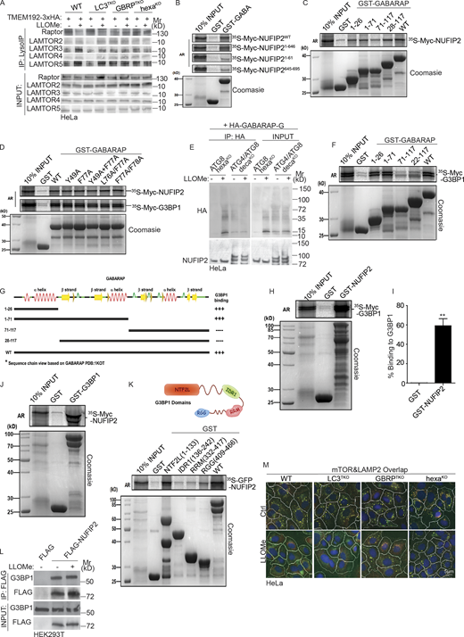 GABARAPs interact directly with NUFIP2 and G3BP1. (A) Immunoblot analysis of proteins associated with lysosomes purified by anti-HA immunoprecipitation (LysoIP; TMEM192-3xHA) from parental HeLa (WT), LC3TKO, GBRPTKO, and hexaKO cells treated with 4 mM LLOMe for 30 min. (B) GST pulldown assay of in vitro translated and radiolabeled Myc-tagged NUFIP2 deletions with GST or GST-tagged GABARAP (GABA). (C) GST pull-down assay of in vitro translated and radiolabeled Myc-tagged NUFIP2 with GST or GST-tagged GABARAP deletions. (D) GST pulldown assay of in vitro translated and radiolabeled Myc-tagged NUFIP2/G3BP1 with GST or GST-tagged GABARAP mutants. (E) Immunoblot analysis of denaturing HA IP performed on untreated or 4 mM LLOMe treated (30 min) lysates from ATG8 knockout (hexaKO) or ATG4/ATG8 knockout (decaKO) HeLa cells expressing HA-GBRPL1-G. (F) GST pulldown assay of in vitro translated and radiolabeled Myc-tagged G3BP1 with GST or GST-tagged GABARAP deletions. (G) Summary of interactions between GABARAP and G3BP1. (H) GST pulldown assay of in vitro translated and radiolabeled Myc-tagged G3BP1 with GST or GST-tagged NUFIP2. (I) Quantification of Fig. S4 H. Data (% binding) represents the percentage of the corresponding protein relative to its input. (J) GST pulldown assay of in vitro translated and radiolabeled Myc-tagged NUFIP2 with GST or GST-G3BP1. (K) GST pull-down assay of in vitro translated and radiolabeled GFP-tagged NUFIP2 with GST or GST-tagged G3BP1 deletions. (L) Immunoblot analysis of interaction between NUFIP2 and G3BP1 in HEK293T cells transfected with FLAG or FLAG-NUFIP2 with 2 mM LLOMe treatment for 30 min. (M) HCM images corresponding to Fig. 8 C. White masks, algorithm-defined cell boundaries. Yellow masks, computer-identified overlap of mTOR and LAMP2. Ctrl, control (untreated cells). AR, autoradiography. Data, means ± SEM; HCM: n ≥ 3 (each experiment: 500 valid primary objects/cells per well, ≥5 wells/sample). **, P < 0.01, ANOVA. See also Figs. 7 and 8. Source data are available for this figure: SourceData FS4. Refer to the image caption for details.