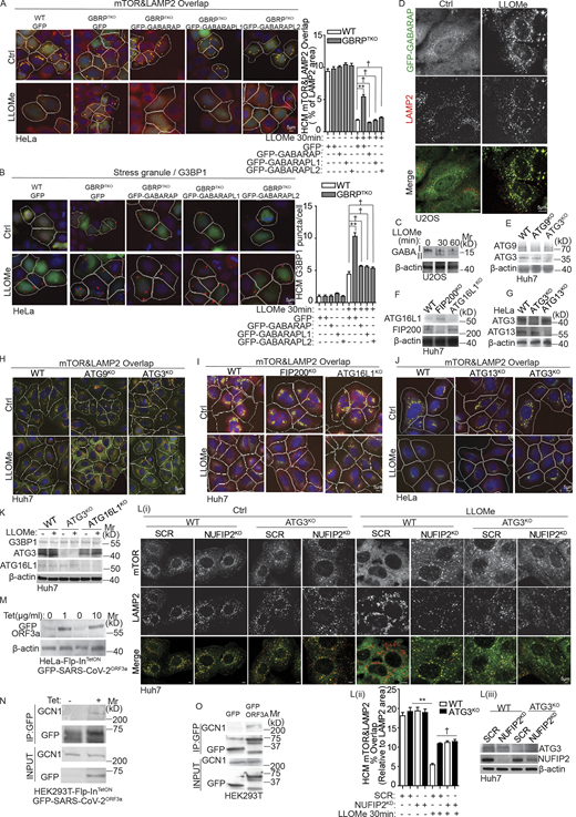 Atg8ylation participates in mTOR inactivation in response to lysosomal damage. (A) Quantification by HCM of overlaps between mTOR and LAMP2 in HeLa (WT), GBRPTKO, and GBRPTKO transfected with GFP-GABARAP/GABARAPL1/GABARAPL2. Cells treated with 4 mM LLOMe for 30 min. White masks, algorithm-defined cell boundaries. Yellow masks, computer-identified overlap of mTOR and LAMP2. (B) Quantification by HCM of G3BP1 puncta in HeLa (WT), GBRPTKO, and GBRPTKO transfected with GFP-GABARAP/GABARAPL1/GABARAPL2. Cells were treated with 4 mM LLOMe for 30 min. Red masks, computer-identified G3BP1 puncta. (C) Immunoblot analysis of GABARAP (GABA) lipidation in U2OS cells treated with 2 mM LLOMe for indicated time points. (D) Immunofluorescence confocal microscopy imaging of GFP-GABARAP and LAMP2. U2OS cells overexpressing GFP-GABARAP were treated with 2 mM LLOMe for 30 min and stained for endogenous LAMP2. Scale bar, 5 µm. (E) WB analysis of ATG9KO, ATG3KO in Huh7 cells. (F) WB analysis of FIP200KO, ATG16L1KO in Huh7 cells. (G) WB analysis of ATG3KO, ATG13KO in HeLa cells. (H) HCM images of Fig. 9 A. Yellow masks, computer-identified overlap of mTOR and LAMP2. (I) HCM images of Fig. 9 C. Yellow masks, computer-identified overlap of mTOR and LAMP2. (J) HCM images of Fig. 9 E. Yellow masks, computer-identified overlap of mTOR and LAMP2. (K) WB analysis of indicated proteins in ATG3KO, ATG16L1KO Huh7 cells. (L) Confocal microscopy imaging (i) and quantification by HCM (ii) of overlaps between mTOR and LAMP2 in parental Huh7 (WT) and ATG3 knockout Huh7 cells (ATG3KO) transfected with scrambled siRNA as control (SCR) or NUFIP2 siRNA (NUFIP2KD). Cells were treated with 2 mM LLOMe for 30 min. WB analysis of indicated protein in iii. (M) WB analysis of the expression of GFP-SARS-CoV-2ORF3a in HeLa Flp-InTetON GFP-SARS-CoV-2ORF3a cells induced by tetracycline (Tet) for 16 h. (N) Immunoblot analysis of interaction between GCN1 and GFP-ORF3a in HEK293T Flp-InTetON GFP-SARS-CoV-2ORF3a cells induced by 1 µg/ml tetracycline (Tet) for 16 h. Cell lysates were immunoprecipitated with anti-GFP antibody and immunoblotted for endogenous GCN1. (O) Immunoblot analysis of interaction between GCN1 and ORF3a in HEK293T cells transfected with GFP or GFP-ORF3a. Cell lysates were immunoprecipitated with anti-GFP antibody and immunoblotted for endogenous GCN1. Ctrl, control (untreated cells). Data, means ± SEM; HCM: n ≥ 3 (each experiment: 500 valid primary objects/cells per well, ≥5 wells/sample). †, P ≥ 0.05 (not significant); **, P < 0.01, ANOVA. See also Figs. 9 and 10. Source data are available for this figure: SourceData FS5. Refer to the image caption for details.