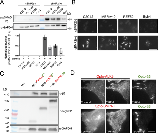 Selection of mesenchymal (C2C12, MEFsv40, REF52) and epithelial (EPH4) cell lines to study BMP2 receptor dynamics. (A and B) The ability of the cell lines to respond to soluble BMP2 stimulation was validated by the phosphorylation and nuclear translocation of SMAD 1/5 after 4 h of treatment by (A) immunoblotting and (B) immunofluorescence visualized by confocal microscopy. Quantification of nuclear P-Smad: N ≥ 100 cells per condition. Scale bar, 100 µm. (C) Immunoblots of opto-BMPRs and opto-β3 Integrin showing expression of the opto-proteins at the expected molecular weight. (D) Improvement of the visualization of transmembrane BMPR by total internal reflection microscopy (TIRFM) by examining a thin section of the sample at the adherent cell surface relative to confocal microscopy. Opto-β3 integrin is observed within the FA sites. Scale bar, 15 µm. Source data are available for this figure: SourceData FS1.