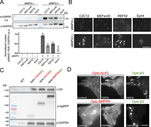 Selection of mesenchymal (C2C12, MEFsv40, REF52) and epithelial (EPH4) cell lines to study BMP2 receptor dynamics. (A and B) The ability of the cell lines to respond to soluble BMP2 stimulation was validated by the phosphorylation and nuclear translocation of SMAD 1/5 after 4 h of treatment by (A) immunoblotting and (B) immunofluorescence visualized by confocal microscopy. Quantification of nuclear P-Smad: N ≥ 100 cells per condition. Scale bar, 100 µm. (C) Immunoblots of opto-BMPRs and opto-β3 Integrin showing expression of the opto-proteins at the expected molecular weight. (D) Improvement of the visualization of transmembrane BMPR by total internal reflection microscopy (TIRFM) by examining a thin section of the sample at the adherent cell surface relative to confocal microscopy. Opto-β3 integrin is observed within the FA sites. Scale bar, 15 µm. Source data are available for this figure: SourceData FS1.