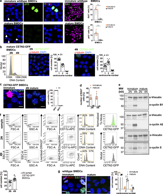 Mature DCs arrest during the cell cycle with cells containing two and more centrosomes. (a) Left: Immunostaining of ac-tubulin (red) and pH3 (green) in immature (upper panel) and mature (lower panel) WT BMDCs. White arrows point to extra centrosomes. Scale bars, 5 μm. Middle: EdU incorporation (green) in immature and mature WT BMDCs. Nuclei were counterstained with Hoechst (magenta). Scale bars, 10 μm. Right: Quantification of EdU+ and pH3+ cells in immature and mature WT BMDCs. Graph shows mean values ± SD of five (EdU) and six (pH3) independent experiments. EdU: N = 272/205/509/356/423 cells (immature) and 171/192/286/286/217 cells (mature). ***, P = 0.0009 (two-tailed, unpaired student’s t test with Welch’s correction). pH3: N = 134/98/158/125/93/124 cells (immature) and 141/203/158/204/127/128 cells (mature). ***, P = 0.0004 (two-tailed, unpaired Student’s t test with Welch’s correction). (b) Separation of 2N and 4N mature CETN2-GFP expressing BMDCs by flow cytometry. Left: Representative histogram of DNA content distribution of MHCII+/CD11c+ BMDCs. Gates for separating 2N and 4N cells are displayed in orange. Right: Immunostaining of PCM (γ-tubulin; red) and quantification of CETN2-GFP+ foci in enriched mature 2N and 4N CETN2-GFP expressing BMDCs. Scale bars, 5 μm. Graphs display mean values ± SD. N = 20 with at least 141 cells analyzed per experiment. (c) Left: Immunostaining of pH3 in immature (left panel) and sorted mature 4N (right panel) CETN2-GFP expressing BMDCs. Right: Quantification of pH3+ in sorted mature 4N cells. Graph shows mean values ± SD of six independent experiments with N = 417/485/309/411/298/497 cells analyzed per experiment. Scale bars, 5 μm. (d) Quantification of EdU incorporation in sorted immature and mature 2N and 4N BMDCs. Graph shows mean values ± SD of four independent experiments with N = 4 with at least 131 cells analyzed per experiment. (e) Immunoblotting of cyclins in immature (im) and mature (m) CD11c+ CETN2-GFP expressing BMDCs sorted on DNA content. One representative experiment out of three is shown. MW, mol wt. (f) Post-sort analysis of 2N and 4N mature CETN2-GFP expressing BMDCs separated as described in b. Graph displays mean values ± SD. N = 20 with at least 1,000 cells analyzed per experiment. (g) Left: Immunostaining of immature and mature WT BMDCs against ac-tubulin (red), EdU-incorporation (green), and pH3 (white). Scale bars, 5 μm. Right: Quantification of centrosome numbers according to ac-tubulin+ foci in EdU−/pH3− BMDCs. ****, P < 0.0001; **, P = 0.002 (unpaired Student’s t tests corrected for multiple comparisons after Holm-Sidak). Graph displays mean values ± SD of seven independent experiments. N = 134/98/158/93/124/344/274 cells (immature) and N = 141/203/158/127/128/200/175 cells (mature). Source data are available for this figure: SourceData FS2. Refer to the image caption for details.