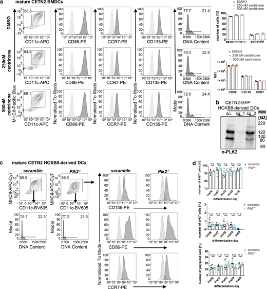PLK2 induction after LPS stimulation leads to untimely duplication of centrioles. (a) Differentiation and maturation of BMDCs in the presence of the PLK4 inhibitor Centrinone. Left: Mature DCs were identified as MHCII+/CD11c+ cells and further analyzed for DNA content and DC-specific cell surface marker. Black bars indicate gates for 2N and 4N cells. Unstained samples served as control and were included as light gray filled line. Staining for DC marker has been conducted in parallel with PE-conjugated antibodies. Right: Quantification of CD86, CCR7, CD135 in the presence or absence of Centrinone. Graphs show mean values ± SD of three independent experiments. N = 10,000 cells per experiment. MFI, mean fluorescence intensity. (b) PLK2 depletion in CETN2-GFP expressing HOXB8-derived DCs. Immunoblotting against PLK2 in control (sc., scrambled) and Plk2−/− (sg_1 and sg_2) DCs. Note that only single guide 1 (sg_1) and not sg_2 led to efficient Plk2 knockout. MW, mol wt. (c) Differentiation and maturation of HOXB8-derived Plk2−/− and control DCs. Mature DCs were identified as MHCII+/CD11c+ cells and further analyzed for DNA content (lower panels) and DC-specific cell surface marker (CD135, CD86, CCR7; right panels). Unstained samples served as control and were included as light gray filled line. Staining for DC marker has been conducted in parallel with PE-conjugated antibodies. Representative histograms of one out of three independent experiments are shown. N = 10,000 cells per experiment. (d) Quantification of proliferation markers (Ki67, pH3, and DNA content) in Plk2−/− (blue) and control (scramble; black) HOXB8-derived DCs. Graphs display mean values of ± SD of five independent experiments. N = 10,000 cells per experiment. n.s., non-significant (multiple, two tailed, unpaired t tests). Source data are available for this figure: SourceData FS4. Refer to the image caption for details.