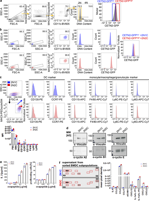 Cells with extra centrosomes show enhanced T cell activation and cytokine secretion. (a) Separation of CETN2-GFPlow (blue) and CETN2-GFPhigh (red) expressing mature BMDCs. MHCII+/CD11c+ cells were gated on 2N and further separated according CETN2-GFP signal intensities. Black bars indicate gates for 2N and 4N cells. (b) Post-sort analysis of CETN2-GFPlow (2N1C) and CETN2-GFPhigh (2N2C) expressing cells for DNA content and CETN2-GFP signal intensities. (c) Cell-surface expression of DC, monocyte, macrophage, and granulocyte markers on enriched MHCII+/CD11c+ 2N1C and 2N2C subpopulations. Unstained controls were included in the histograms as gray filled lines. Representative histograms of one out of at least two independent experiments are shown. Graph below shows quantification of cell-surface markers indicated as mean fluorescence intensity (MFI). Mean values ± SD are depicted. (d) Immunoblotting of cyclins in sorted 2N1C and 2N2C BMDC subpopulations. One representative experiment out of three is shown. MW, mol wt. (e) Left: Quantification of IL-2 levels after co-culture of OVA-peptide-pulsed sorted 2N1C and 2N2C BMDC subpopulations with OT-II CD4+ T cells. Supernatants were analyzed for IL-2 by ELISA. Right: Quantification of OT-II CD4+ T cells that divided after co-culture with OVA-peptide-pulsed sorted 2N1C and 2N2C BMDC subpopulations. Graphs display mean values ± SD of one representative out of five (IL-2) and four (T cell proliferation) independent experiments. Data points represent technical replicates. (f) Cytokine array analysis of conditioned medium harvested from sorted 2N1C and 2N2C DC subpopulations. Sorted 2N1C and 2N2C cells were cultured and supernatants harvested after 16 h. Left: Cytokine array of supernatants harvested from 2N1C and 2N2C cells. Quantified cytokine signals are highlighted in red. Right: Quantification of cytokine signal intensities. Graph shows mean pixel intensities ± SD of one out of two independent experiments. Data points represent technical replicates. Source data are available for this figure: SourceData FS6.
