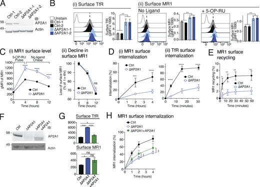 AP2A1 is essential for MR1 internalization and recycling. (A) C1R cells transduced with Ctrl-1 or -2 or ∆AP2A1-1 or -2 were lysed and immunoblotted (IB) for AP2A1 and actin. (B) Surface expression of TfR (i) and MR1 (ii) in Ctrl cells (gray and black) or ∆AP2A1 cells (sky blue and navy) treated without or with 5-OP-RU for 4 h measured by flow cytometry. (C) Surface expression (i) of MR1 in Ctrl or ∆AP2A1 cells (shown is the combined data from both Ctrl-1 and -2, or ∆AP2A1-1 and -2 clones) following 5-OP-RU pulse and then chase in the absence of ligand for the indicated times. The decline in expression (ii) at each time point is calculated as the percent of surface MR1 at the beginning of the chase (t = 4 h). (D and E) The internalization (D) or recycling (E) rates of MR1 and TfR in Ctrl or ∆AP2A1 cells measured as described in Fig. 1, A and B. (F) The levels of AP2A1 and actin in Ctrl, ∆AP2A1 cells, and the latter with AP2A1 reexpressed (∆AP2A1.AP2A1) detected by immunoblotting. (G) Surface expression of TfR (above) and MR1 (below) after 4 h culture with 10 µM Ac-6-FP on the cells from F detected by flow cytometry. (H) Internalization rate of MR1 in the cells from F as described in Fig. 1 A. Data shown are the mean ± SD of replicates from one experiment representing at least two independent experiments (A, B, F, and G; n = 2); and the mean ± SD of two Ctrl and ∆AP2A1 clones from replicates of two separate experiments (B–E and H; n = 4). Molecular weight standards (kD) are shown (A and F). Statistical significance was calculated with one-way (B and G) or two-way (C–E and H) ANOVA with multiple comparison test where *, P < 0.05; **, P < 0.01; ***, P < 0.001; and ****, P < 0.0001. Source data are available for this figure: SourceData F2. Refer to the image caption for details.