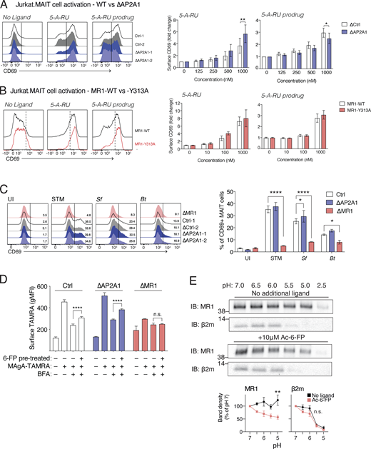 Significance of MR1 recycling in antigen presentation. (A and B) Ctrl or ∆AP2A1 C1R cells (A) or cells expressing MR1-WT or MR1-Y313A (B) were co-cultured with Jurkat.MAIT cells with the indicated concentrations of 5-A-RU or the 5-A-RU prodrug overnight. Jurkat.MAIT cell activation was measured by CD69 surface expression by flow cytometry. Representative histogram at 1 µM of the indicated ligand (left) and fold change of CD69 surface expression (right) are shown. (C) Ctrl, ∆AP2A1, or ∆MR1 C1R cells uninfected (UI) or infected with STM, S. flexneri (Sf), or B. thailandensis (Bt). Cells were then co-cultured overnight with Jurkat.MAIT cells in the presence of gentamycin. Jurkat.MAIT cell activation was measured by CD69 surface expression by flow cytometry. Representative histogram of CD69 expression (left) and the percentage of CD69+ Jurkat.MAIT cells are shown (right). (D) Ctrl or ∆AP2A1 or ∆MR1 C1R cells were pretreated with or without 10 µM 6-FP for 4 h, followed by BFA and 1 µM of MAgA-TAMRA. Surface TAMRA was detected with anti-TAMRA antibody. (E) C1R cells overexpressing MR1 were cultured with MAgA-TAMRA, and MR1–MAgA-TAMRA complexes were immunoprecipitated with anti-TAMRA antibody. The precipitate was then divided into new tubes and incubated with buffers of varying pH with or without 10 µM Ac-6-FP and then washed. The remaining MR1 HC or β2m was detected by immunoblotting (IB). Protein abundance was quantitated with densitometry and shown as a percentage of that at pH 7 for each treatment (below). Molecular weight standards (kD) are shown. Data shown are the mean ± SD of replicates from two independent experiments (A–C and E, n = 4), or representative of two separate experiments (E). Statistical significance was calculated with two-way ANOVA with multiple comparison test where *, P < 0.05; **, P < 0.01; and ****, P < 0.0001; or not significant (n.s.). Source data are available for this figure: SourceData F6.
