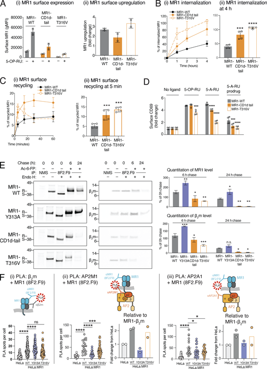 The non-canonical tyrosine-based AP2 motif in MR1 defines the duration of Ag presentation. (A) C1R cells expressing MR1-WT or MR1-CD1d-tail or the mutation MR1-T316V were treated with 10uM 5-OP-RU for 4 h. Surface MR1 expression was analyzed with anti-MR1 (clone 8F2.F9) by flow cytometry and shown as gMFI (i) and the fold change in expression from no ligand (ii). (B) The internalization of MR1-WT, the MR1-CD1d-tail, or MR1-T316V mutants was measured as in Fig. 1 A over 4 h (i) or at 4 h (ii). (C) The recycling rate of MR1-WT, the MR1-CD1d-tail, or MR1-T316V mutants was measured as in Fig. 1 A over 4 h (i) or at 5 min (ii). (D) The activation of Jurkat.MAIT cells co-cultured with C1R cells expressing MR1-WT, the MR1-CD1d-tail, or MR1-T316V. Jurkat.MAIT cell activation was measured by CD69 surface expression by flow cytometry, represented as the fold change of gMFI of CD69 surface expression. (E) C1R cells expressing MR1-WT, the MR1-CD1d-tail, or MR1-T316V were metabolically radiolabeled with 35S-methionine/cysteine and then chased for the indicated times in the presence of Ac-6-FP, then MR1–β2m complexes were immunoprecipitated with mAb 8F2.F9. The protein bands were quantitated with densitometry. Molecular weight standards (kD) are shown. (F) HeLa cells transduced without or with MR1-WT or the mutants were incubated with or without 5-OP-RU for 4 h and then fixed. PLA performed as for Fig. 1 A, with antibodies in the following combinations: (i) rabbit anti-β2m and mouse anti-MR1 luminal domain (clone 8F2.F9); (ii) rabbit anti-AP2A1 and mouse anti-MR1 luminal domain (clone 8F2.F9); (iii) rabbit anti-AP2M1 and mouse anti-MR1 luminal domain (clone 8F2.F9). The PLA spots were enumerated, and each dot represents one cell. The average number of PLA spots for ii and iii for each of two experiments were also calculated relative to the number of MR1–β2m spots in i and expressed as a fold change of HeLa cells. Data are shown as mean ± SD of replicates from one experiment representative of two (A; n = 2) or the mean ± SD of replicates from two independent experiments (B–F; n = 4). Statistical significance was calculated with one-way or two-way ANOVA with multiple comparison test where *, P < 0.05; **, P < 0.01; ***, P < 0.001; and ****, P < 0.0001. Source data are available for this figure: SourceData F7. Refer to the image caption for details.