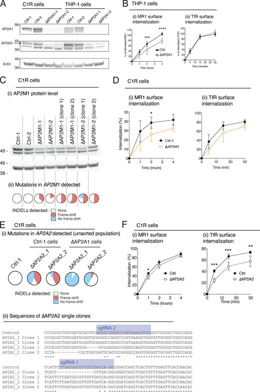 CRISPR-Cas9 deletion of AP2 subunits in C1R and THP-1 cells. (A) C1R and THP-1 cells transduced with Ctrl-1 or -2 or single-cell clones deleted for AP2A1 (∆AP2A1-1 or -2) were lysed and immunoblotted for AP2A1, AP2M1, and actin. Probable non-specific band indicated (*). (B) The internalization of MR1 (i) and TfR (ii) in THP-1 cells as measured as in Fig. 1 A. (C) AP2M1 KO was attempted in C1R cells with CRISPR-Cas9 using two different sgRNAs (AP2M1-1 and -2). Cells were lysed and immunoblotted for AP2M1 and actin (i). The AP2M1 gene target site was sequenced, and INDEL analysis was performed with ICE-TIDE. The frequency of INDELs in each cell line is reported in the pie graph (ii): where no INDEL (white) and those not resulting in frame shift (blue) generally do not result in KO, and those INDELs resulting in a frame shift (red) that cause KO. (D) The internalization of MR1 (i) and TfR (ii) in C1R cells transduced with Ctrl-1 or -2 or for AP2M1 (∆AP2M1-1 or -2) as measured in Fig. 1 A. (E) AP2A2 KO was attempted using two different sgRNAs (AP2A2-1 and -2) in WT C1R cells (Ctrl) or cells that were previously KO for AP2A1 (∆AP2A1). The AP2A2 gene target site was sequenced and INDEL analysis performed as in C. The gene sequence of Ap2a2 in single-cell clones of ∆AP2A2 single KOs compared to control cells is aligned, highlighting the INDELs (red) and sgRNA sequences (blue). (F) The internalization of MR1 (i) and TfR (ii) in C1R cells transduced with Ctrl-1 or -2 or for AP2A2 KO clones (combined data for ∆AP2A2-1 and –2) as measured as in Fig. 1 A. Data shown in B, D, and F are the mean ± SD of the two clones from at least two separate experiments (n = 4–6). Molecular weight standards (kD) are shown (A and C). Statistical significance was calculated with two-way ANOVA with multiple comparison test where *, P < 0.05; **, P < 0.01; ***, P < 0.001; and ****, P < 0.0001. Source data are available for this figure: SourceData FS2. Refer to the image caption for details.
