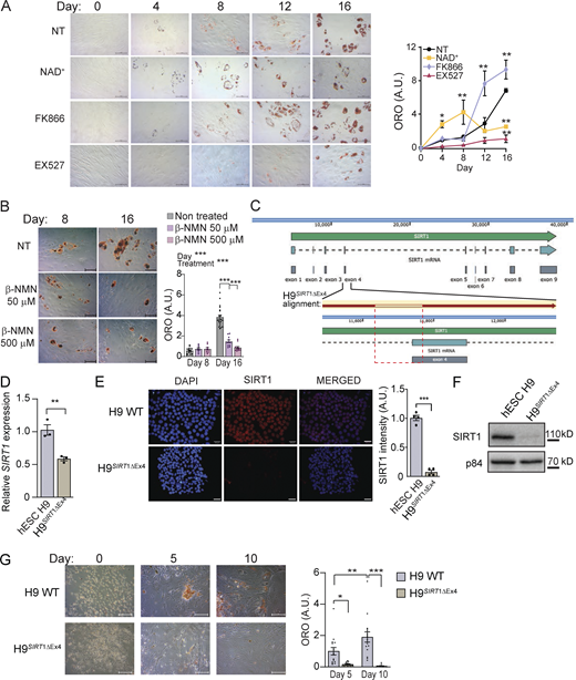 NAD+-SIRT1 pathway shapes adipogenic differentiation and lipid accumulation in hMSC. Adipogenic differentiation was induced in hMSC in the absence or presence of the indicated drugs: NAD+ (5 mM), FK866 (1 nM), the SIRT1-specific inhibitor EX527 (50 μM), or β-NMN (50 or 500 μM), as indicated. (A and B) Neutral lipids were stained with ORO at the indicated days after adipogenic induction, and representative images are shown. Quantification was performed by densitometry from n = 4 technical and 3 biological replicates. Scale bars are for 50 μm. (C) Targeted mutation of the exon 4 in SIRT1 gene using a CRISPR-Cas9 strategy in H9 hESCs. The structure of the locus is represented together with the alignment of the sequence in the H9SIRT1ΔEx4 (red arrow), and the deleted is indicated within the red dashed rectangle. (D)SIRT1 mRNA expression in H9 WT and H9SIRT1ΔEx4 cells measured by qRT-PCR. Data were normalized to Tbp expression, and H9 data were set to 1. (E and F) SIRT1 protein expression in H9 WT and H9SIRT1ΔEx4 cells was analyzed by immunofluorescence with scale bars for 30 μm (E) or Western blot (F). (G) Neutral lipids were stained with ORO at the indicated days after adipogenic induction in hESC, and representative images are shown. Quantification was performed by densitometry from n = 10 technical and 3 biological replicates. Scale bars are for 50 μm. For all graphs, data are presented as mean ± SEM (*P < 0.05, **P < 0.01, ***P < 0.001, two-way ANOVA with Tukey’s or Bonferroni’s post-test). Source data are available for this figure: SourceData F1. Refer to the image caption for details.
