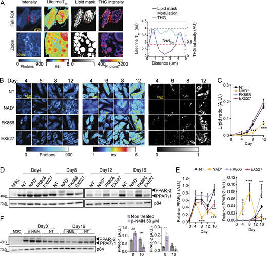 NAD+hinders lipid accumulation and PPARγ expression during adipogenesis in hMSCs. (A) Representative images from label-free quantification of lipid droplets by FLIM of an adipocyte at terminal differentiation. Intensity, modulation lifetime tauM (τm) lipid mask determined by a τm threshold, and THG intensity are shown as indicated. The graph on the right shows a cross-sectional profile of lipid mask created by a τm threshold and THG signal of one lipid droplet of 5 µm diameter. (B) Representative images of intensity (left), modulation lifetime tm (middle), and lipid mask (right) of hMSCs during adipogenic differentiation at the indicated days of culture under selected treatments. (C) Quantification from lipid ratio at indicated days and treatments during the differentiation process of hMSC. n = 14 single cells; experiments were conducted in triplicate. (D and F) PPARγ1 and PPARγ2 protein expression levels were measured by Western blot in whole-cell extracts at the indicated days after adipogenic induction. p84 was used as loading control. (E) Quantification of PPARγ1 and PPARγ2 protein expression, normalized to p84 loading control. n = 3 biological replicates. For all graphs, data are presented as mean ± SEM (*P < 0.05, **P < 0.01, ***P < 0.001, two-way ANOVA with Tukey’s post-test). Source data are available for this figure: SourceData F2. Refer to the image caption for details.