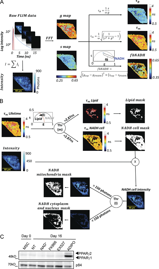 Figure S1. Refer to the image caption for details.