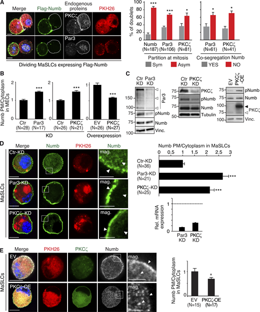 Par3- and PKCζ-KD affect Numb phosphorylation and localization. (A) Left: MaSLCs (PKHpos cells) expressing Flag-Numb were plated in suspension to allow for their division, fixed, and stained with anti-Flag (green, Flag-Numb), anti-PKCζ or anti-Par3 Ab (white), and DAPI (blue). Bar, 10 µm. Middle: Quantitative analysis of symmetric vs. asymmetric partitioning of the proteins. Right: Quantitative analysis of segregation of Par3 or PKCζ with Numb. Only doublets in which the proteins were segregated asymmetrically were counted. Data are expressed as % of doublets showing Numb/Par3 or Numb/PKCζ co-segregation (YES) or not (NO). (B) Numb (endogenous) subcellular localization in MECs stably silenced (KD) for Par3 (left) or PKCζ (middle) or overexpressing PKCζ-Venus (right; EV, empty vector). Images are in Fig. S1, A and B. Data are expressed as the ratio between plasma membrane (PM) Numb/cytoplasmic Numb, relative to controls (Ctr or EV). (C) Immunoblots (IB) of the indicated cells. pNumb, phosphorylated Numb (anti-NumbSer276 Ab in this and all subsequent figures). Left: Arrows point to three different Par3 isoforms (Dziengelewski et al., 2020; Ishiuchi and Takeichi, 2011). Right: Empty and filled arrows point to endogenous and overexpressed PKCζ-Venus, respectively. (D) Left: MaSLCs (PKHpos cells) stably silenced for Par3 (Par3-KD) and PKCζ (PKCζ-KD) were stained with anti-Numb (endogenous Numb) and DAPI. Bar, 10 μm. The boxed areas are magnified on the right (mag., arrows point to PM and cytoplasmic areas; bar, 3 μm). Right top: Quantitation of the experiment as in B. Right bottom: qPCR of Par3 and PKCζ silencing in MaSLCs, relative to control cells (=1, dashed line). (E) Left: MaSLCs (PKHpos cells) stably overexpressing PKCζ (PKCζ-OE) were stained as shown (Numb, endogenous Numb). Bar, 10 μm. The boxed areas are magnified (mag., arrows point to PM and cytoplasmic areas; bar, 3 μm). Right: Quantitation of the experiment as in B. When shown: N, number of cells analyzed. Data are reported ± SE. Statistical analysis was with the binomial test (A), or with the Student’s t test two-tailed (B, D, and E). P was calculated vs. Ctr or EV, as appropriate: *, <0.05; **, <0.01; *** <0.001, in this and all other figures. Source data are available for this figure: SourceData F1. Refer to the image caption for details.
