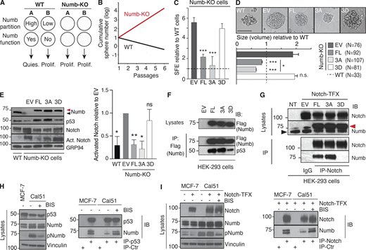 Characterization of Numb phosphomutants. (A) Scheme showing the behavior of a SC (A) and daughter progenitor cell (B) in WT vs. Numb-KO (Tosoni et al., 2015). (B) Scheme of the growth of MS from WT and Numb-KO MECs (Tosoni et al., 2015). (C and D) WT and Numb-KO cells, transduced with the indicated constructs (DsRed fusion proteins; EV, empty vector), were assessed for SFE (C, by counting only red cells or MS) and size (D, N = number of epifluorescent MS analyzed). Results are expressed relative to WT cells (see also Table S2). Significance was calculated vs. EV cells. Representative images of the MS are in D, top panel. Bar, 100 µm. (E) WT and Numb-KO MS, transduced with the indicated constructs (Flag-tagged), were analyzed by IB. Arrows, endogenous (black) or overexpressed (red) Numb (also in G). Activated Notch (Act. Notch) was detected with the anti Val1744 Ab (in this and all subsequent figures). Right: Quantitation of three independent experiments. (F) HEK-293 cells, transfected as indicated (all Numb constructs were Flag-tagged and also codify for an sh-RNA sequence against endogenous Numb; EV, empty vector), were IP and IB as shown. (G) HEK-293 cells were stably transduced with Notch-NΔE (Notch-TFX; NT, not transfected) and transfected with the indicated Numb-Flag constructs (as in F). IP and IB were as shown. (H and I) MCF-7 or Cal51 cells were either transduced with Notch-NΔE (Notch-TFX; I) or not (H). Cells were treated with BIS (or mock-treated) and IP and IB as shown. In H, IP-Ctr is anti-Flag; in I, IP-Ctr is goat IgG. Data are reported ± SD (C and E) or ± SE (D). Statistical analysis was with the Student’s t test two-tailed (C and D) or with the one-sample t test (E). Source data are available for this figure: SourceData F3. Refer to the image caption for details.