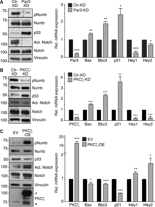 Effects of Par3/PKCζ perturbation on Notch and p53 signaling. (A–C) Left: IB in Par3-KD, PKCζ-KD, and PKCζ-OE MECs. Black and red arrows point to endogenous and overexpressed PKCζ (Venus-tagged), respectively. Right: qPCR analysis of the indicated genes (p53 targets: Bax, Bbc3, p21; Notch targets: Hey1, Hey2). Data are relative to mRNA levels in control cells (=1) and are reported ± SE. Statistical analysis was with with the Student’s t test two-tailed. In all panels, significance was calculated vs. Ctr-KD or EV. Source data are available for this figure: SourceData F5.