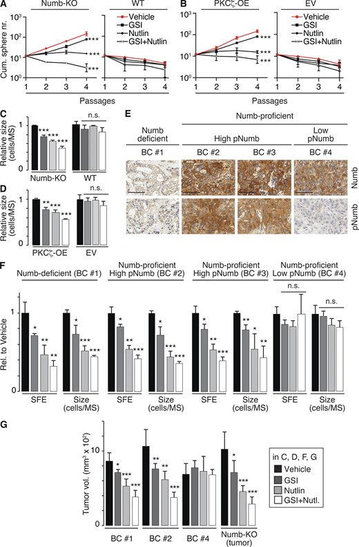 Numb phosphorylation in the SC compartment in BCs. (A and B) MS serial propagation assay under the shown drug treatments in: (A) Numb-KO MS vs. WT MS; (B) PKCζ-OE MS vs. EV MS (empty vector). (C and D) Cells, as in A and B, were evaluated for SFE and MS size (expressed relative to vehicle, see also Table S2). (E) IHC images of Numb and pNumb in the primary BCs used to generate the PDX-derived primary cultures for the experiments in F and G. Bar, 70 µm. (F) SFE and MS size of the indicated primary cultures, under various pharmacological treatments, expressed relative (Rel.) to vehicle. (G) Tumor cells from the indicated BC primary cultures or from a tumor that formed in a Numb-KO mouse, were treated ex vivo with the indicated drugs and orthotopically transplanted (50,000 cells per injection) in immunocompromised NOD/SCID mice (6/group). In all panels: GSI-IX (GSI), 10 μM; Nutlin-3 (Nutlin) 10 μM; GSI + Nutlin (10 μM each) for the duration of the experiments, except for G, in which cells were treated for 72 h before being injected. In all panels data are reported ± SD. Statistical analysis was with the ANOVA test (A and B) or with the Student’s t test two-tailed (C, D, F, and G).