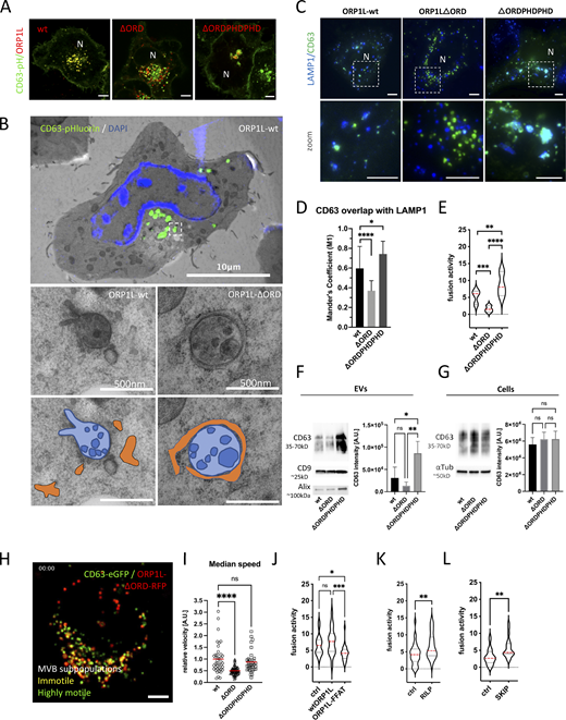 ER-LE MCSs impact fusion activity—ORP1L. (A) Confocal analysis of ORP1L -wt, -∆ORDPHDPHD or -∆ORD (red) expression in CD63-pHluorin (green) HeLa cells. (B) Correlative Light-Electron Microscopy (CLEM) on section on CD63-pHluorin cells transfected with ORP1L -wt or -∆ORD and post-stained with DAPI. Top panel: large overview, with squares indicating zoom areas depicted right below. Subsequent panels below: zoom of boxes indicated in top panel and Fig. S1, B and C, respectively, with below same pictures including transparent orange and blue masks indicate ER and MVB, respectively. (C) Immunofluorescent labeling for LAMP1 (blue) in CD63-pHluorin (green) HeLa cells transfected with ORP1L -wt, -∆ORDPHDPHD or -∆ORD. (D) Quantification of CD63 overlaps with LAMP1 in cells as in C. Measured over >4 cells in n = 3 experiments using Mander’s Overlap Coefficient. (E) Fusion activity of CD63-pHluorin HeLa cells transfected with ORP1L -wt, -∆ORDPHDPHD or -∆ORD. Measured over >60 cells from n > 3 experiments using Student’s two-tailed two-sample t test. Red line indicates median. (Fand G) Western blotting analysis of cell lysates and small EVs isolated from CD63-pHluorin HeLa cells transfected with ORP1L -wt, -∆ORDPHDPHD or -∆ORD. Multiple comparisons using ordinary one-way ANOVA. (H) Still of Video 4 of CD63-eGFP HeLa cells transfected with ORP1L-∆ORD-RFP. (I) Motility of CD63 compartments in CD63-eGFP HeLa cells transfected with ORP1L -wt, -∆ORDPHDPHD or -∆ORD. Student’s two-tailed two-sample t test, red line indicates median. n = 40–70 organelles. (J) Fusion activity of CD63-pHluorin HeLa cells transfected with HA-ORP1L-wt, -FFAT or control (ctrl). Measured over >100 cells from n > 4 experiments using Student’s two-tailed two-sample t test. Red line indicates median. (K and L) Fusion activity of CD63-pHluorin HeLa cells overexpressing RILP (K) or SKIP (L). Measured over >37 cells from n > 2 independent experiments using Student’s two-tailed two-sample t test. Red line indicates median. Bars: 5 µm, unless stated otherwise. Source data are available for this figure: SourceData F4.