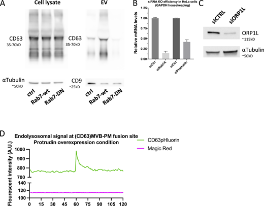 Supplemental data related to Fig. 3. (A) Western blotting analysis of cell lysates and small EVs isolated from CD63-pHluorin HeLa cells transfected with empty vector (control), Rab7a-wt, or Rab7-DN. (B) Analysis of Rab7A and protrudin mRNA levels by quantitative PCR for RNAi-treated HeLa cells. Duplo’s measured from three independent biological replicates, error bar represents standard error of the mean. (C) Western blotting analysis for ORP1L protein levels. (D) Fluorescent signal patterns for CD63-pHluorin/MagicRed in Protrudin-wt overexpressing cells, averaged over >12 events, synchronized using peak-intensity of CD63 signal at 60 s. Source data are available for this figure: SourceData FS3.