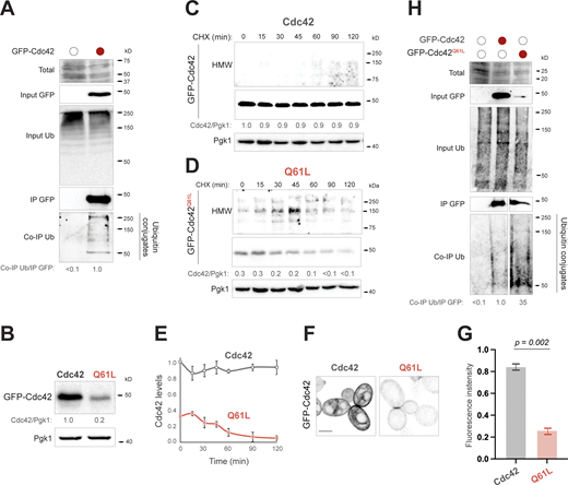 Cdc42p is ubiquitinated, and the GTP-bound conformation is rapidly degraded compared to wild type. (A) Lysates prepared from wild-type cells (PC538) with (+) and without (−) the pGFP-Cdc42p plasmid (PC6454) were examined by co-immunoprecipitation analysis. Total protein (Total) was assessed by Ponceau S staining. Input lysates and immunoprecipitated fractions were examined by anti-GFP and anti-ubiquitin (Ub) antibodies. Co-IP Ub/GFP refers to the relative band intensity of co-immunoprecipitated Ub compared to immunoprecipitated GFP protein. Numbers indicate the mean from multiple biological replicates (n ≥ 2). Representative blots are shown. Values varied <10% across trials. IP; immunoprecipitated. (B) Levels of GFP-Cdc42p (Cdc42, PC6454) and GFP-Cdc42pQ61L (Q61L, PC7458) proteins were examined in wild-type cells (PC538). Anti-GFP and anti-Pgk1p antibodies were used. Cdc42/Pgk1 ratio refers to relative levels of GFP-Cdc42p to Pgk1p. Numbers represent the mean from multiple biological replicates (n ≥ 2). Representative blots are shown. Values varied <20% across trials. (C) Wild-type cells expressing a plasmid containing GFP-Cdc42p (Cdc42, PC6454) were incubated in SD-URA media containing 25 µg/ml of CHX and analyzed by immunoblotting at the indicated time points. Top panel, HMW products correspond to a longer exposure of the anti-GFP blot. See B for details. (D) Same as in C except cells containing the plasmid GFP-Cdc42pQ61L (Q61L, PC7458). Immunoblot analysis of C and D were taken from the same blots (same exposure) to quantify and directly compare levels of GFP-Cdc42p. See B for details. (E) Levels of GFP-Cdc42p (Cdc42, PC6454, set to 1 for time 0) and GFP-Cdc42pQ61L (Q61L, PC7458). Error bars represent the standard deviation (SD) among biological replicates (n = 2). (F) Fluorescence microscopy of wild-type cells expressing GFP-Cdc42p (Cdc42, PC6454) or GFP-Cdc42pQ61L (Q61L, PC7458). Micrographs were taken at the same exposure. Scale bar, 5 µm. (G) Comparison of relative fluorescence intensity of GFP-Cdc42p in the same cells described in F. Error bars indicate SD among three biological replicates (n = 3); 50 cells were examined in each replicate. Data were analyzed using unpaired t test (two-sided). P refers to P value. (H) Levels of ubiquitinated GFP-Cdc42p (Cdc42, PC6454) and GFP-Cdc42pQ61L (Q61L, PC7458) in wild-type cells by co-immunoprecipitation analysis. Different exposures are shown for immunoprecipitated and co-immunoprecipitated blots based on the level of the GFP-Cdc42p protein. Values varied <15% across trials. See A for details. Source data are available for this figure: SourceData F1. Refer to the image caption for details.