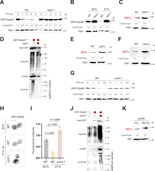 GTP-locked Cdc42p is turned over in a Ydj1p-, Ssa1p-, Rsp5p-, and proteasome-dependent manner. (A) Level of GFP-Cdc42p (PC6454) expressed in wild-type cells (WT, S288c background, PC3288) and rsp5-1 mutant (PC3290) grown for 4 h at 30°C and shifted to 37°C for the times indicated. Values varied <25% across trials. See Fig. 1 B for details. (B) Similar experiment as A except extracts were probed with anti-Cdc42p antibodies to detect GFP-Cdc42p. Cells were grown at 37°C for 2 h. See Fig. 1 B for details. (C) GFP-Cdc42pQ61L (PC7458) levels in same cells as in A grown at the permissive temperature, 30°C. See Fig. 1 B for details. (D) Levels of ubiquitinated GFP-Cdc42pQ61L in wild-type cells (WT, S288c background, PC3288) and in the rsp5-1 mutant (PC3290) grown at 30°C for 6 h. Colored circle refers to cells expressing the indicated versions of Cdc42p and Rsp5p. See Fig. 1 A for details. (E) GFP-Cdc42pQ61L (PC7458) levels in wild-type cells (WT, S288c background, PC986) and ydj1Δ mutant (PC7657). See Fig. 1 B for details. (F) GFP-Cdc42pQ61L (PC7458) levels in wild-type cells (WT, PC6016) and ssa1Δ mutant (PC7700). See Fig. 1 B for details. (G) Wild-type cells (WT, S288c background, PC5851) and the cim3-1 mutant (PC5852) expressing GFP-Cdc42p (PC6454) were grown at 37°C and analyzed by immunoblotting at the indicated time points. See Fig. 1 B for details. (H) Fluorescence microscopy of same cells as in G grown at 30 and 37°C for 2 h. Micrographs were taken at the same exposure, the elevated signal of GFP-Cdc42p observed in the cim3-1 mutant at 37°C might be due to prolonged exposure time. Scale bar, 5 µm. (I) Comparison of relative fluorescence intensity of cells described in G. Error bars indicate SD among three biological replicates (n = 3); 35 cells were examined in each experiment. Data were analyzed by one-way ANOVA, and P values (p) were calculated using Tukey’s multiple comparison test. (J) Levels of ubiquitinated GFP-Cdc42p in wild-type cells (WT, S288c background, PC5851) and in the cim3-1 (PC5852) mutant grown at 37°C for 2 h. Colored circle refers to cells expressing the indicated versions of Cdc42p and Cim3p. See Fig. 1 A for details. (K) The pdr5Δ mutant containing GFP-Cdc42pQ61L (Q61L, PC7458) was supplemented with 0.5% ethanol (CTL, control) or 75 μM MG132 and incubated for 2 h. Values varied <25% across trials. See Fig. 1 B for details. Source data are available for this figure: SourceData F2. Refer to the image caption for details.