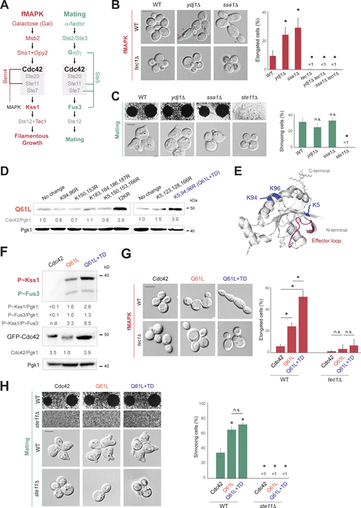 Lysine residues are required for GTP-locked Cdc42p turnover. Turnover of Cdc42p differentially impacts MAPK pathway signaling. (A) Two Cdc42p-depenedent MAP kinase pathways. fMAPK- (red) and mating- (green) specific components. Grey, common components. (B) Left: Microscopic examination of wild-type cells (WT, PC538), and the ydj1Δ (PC7616), ssa1Δ (PC7621), tec1Δ (PC6102), tec1Δ ydj1Δ (PC7820), and the tec1Δ ssa1Δ (PC7819) double mutants grown on YEPD plates for 16 h. Right: Elongated cells expressed as a percentage for the same strains. A cell was considered elongated with >1.40 of length/width ratio. Error bars represent the SD from three biological replicates (n = 3); 200 cells were analyzed in each replicate. Data were analyzed by one-way ANOVA, and the P value (asterisk < 0.01, all samples were compared to WT) was calculated using Tukey’s multiple comparison test. (C) Top left: Halo formation in response to α-factor for wild-type cells (WT, PC6810), and the ydj1Δ (PC7619), ssa1Δ (PC7623), and ste11Δ (PC6604) mutants. Cells were grown for 16 h, spread on YEPD media, and α-factor was spotted at two concentrations on the surface, 2 and 6 µM, to study cell-cycle arrest. Bottom: Phenotypes of same strains grown for 3 h in SD-URA media supplemented with 6 µM of α-factor. Shmooing cells were counted and represented as a percentage on the graph at right. Error bars represent the SD from three biological replicates (n = 3); 200 cells were analyzed in each replicate. Data were analyzed by one-way ANOVA, and the P value (asterisk < 0.01, all samples were compared to WT) was calculated using Tukey’s multiple comparison test. (D) Wild-type cells (PC538) expressing GFP-Cdc42pQ61L (No change, PC7458), GFP-Cdc42pQ61L,K94R,K96R (PC7662), GFP-Cdc42pQ61L,K150R,K153R (PC7664), GFP-Cdc42pQ61L,K183R,K184R,K186R,K187R (PC7665), pGFP-Cdc42pK5R,Q61L,K150R,K153R,K166R (PC7667), pGFP-Cdc42pK5R,Q61L,K94R,K96R,K123R,K128R,K150R,K153R,K166R,K183R,K184R,K186R,K187R (12KR, PC7666), pGFP-Cdc42pK5R,Q61L,K123R,K128R,K166R (PC7651), and pGFP-Cdc42pK5R,Q61L,K94R,K96R (Q61L+TD, PC7654) were grown in SD-URA for 6 h and analyzed by immunoblotting. Values varied <25% across trials. See Fig. 1 B for details. (E) Predicted structure of Cdc42p. Blue, lysines required for GTP-Cdc42p turnover; magenta, effector-binding domain or P-loop. (F) Wild-type cells (PC6810) expressing GFP-Cdc42p (Cdc42, PC6454), GFP-Cdc42pQ61L (Q61L, PC7458) or GFP-Cdc42pQ61L+TD (Q61L+TD, PC7654) were grown for 6 h in SD-URA media. Numbers indicate relative P∼Kss1p, P∼Fus3p and GFP-Cdc42p levels compared to Pgk1p using Q61L as the control condition. Anti-phospho-p44/42, anti-GFP, and anti-Pgk1 antibodies were used. Representative blots are shown. Values varied <25% across trials. (G) Left: Wild-type cells (WT, PC538) and the tec1Δ mutant (PC6102) expressing the plasmids described in F were grown to mid-log phase and examined by microscopy. Cells that represent the most common phenotype are shown in the figure. Scale bar, 5 µm. Right: Elongated cells expressed as a percentage for the same strains shown on the left. A cell was considered elongated with >1.40 of length/width ratio. Error bars represent the SD from three biological replicates (n = 3); 200 cells were analyzed in each replicate. Data were analyzed by one-way ANOVA, and the P value (asterisk < 0.01) was calculated using Tukey’s multiple comparison test. n.s., not significant. (H) Top left: Halo formation in response to α-factor of wild-type cells (WT, PC6810) and the ste11Δ mutant (PC6604) expressing the same plasmids as in F. Cells grown for 16 h in the selective SD-URA media were spread on SD-URA media, and α-factor was spotted at two concentrations on the surface, 2 and 6 µM, to study cell-cycle arrest. Bottom: Phenotypes of same cells expressing plasmids described in F grown for 2 h in SD-URA media supplemented with 6 µM of α-factor, images represent the most common phenotype. Shmooing cells were counted and represented as a percentage on the graph at right. Error bars represent the SD from three biological replicates (n = 3); 200 cells were analyzed in each replicate. Data were analyzed by one-way ANOVA, and the P value (asterisk < 0.01) was calculated using Tukey’s multiple comparison test. Comparisons were made to WT cells expressing Cdc42 unless otherwise indicated. Source data are available for this figure: SourceData F3.