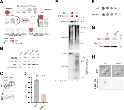 Role of the fMAPK scaffold Bem4p in stabilization of Cdc42p levels. (A) Cdc42p-interacting proteins. Colors indicate Cdc42p levels by immunoblot analysis in cells lacking the indicated protein. Red, lower levels; green, higher levels; grey, not tested. (B) Cdc42p levels in wild-type cells (WT, PC538), and the bem1Δ (PC6680), bem4Δ (PC3351), and ste11Δ (PC3862) mutants using antibodies to Cdc42p. See Fig. 1 B for details. CDC42 mRNA levels were detected by RT-PCR from two independent replicates, SD < 0.1 for all strain tested. (C) Wild-type cells (WT, PC538) and bem4Δ mutant (PC3551) expressing GFP-Cdc42p (PC6454) were grown for 4 h at 30°C and examined by fluorescence microscopy. Micrographs were taken at the same exposure time. Scale bar, 5 µm. (D) Relative fluorescence intensity of GFP-Cdc42p in wild-type cells and the bem4Δ mutant. Error bars indicate SD among three biological replicates (n = 3); 50 cells were examined in each replicate. Data were analyzed using unpaired t test (two-sided). P refers to P value. (E) Levels of ubiquitinated GFP-Cdc42p in wild-type cells and the bem4Δ mutant. Colored circle refers to cells expressing the indicated versions of Cdc42p and Bem4p. See Fig. 1 A for details. (F) Serial dilutions of wild-type cells (WT) and bem4Δ mutant (PC3551) expressing GFP-Cdc42p (PC6454) on SD-URA media. (G) Levels of GFP-Cdc42pQ61L (Q61L, PC7458) in wild-type cells (WT) and the bem4Δ mutant. See Fig. 1 B for details. (H) Localization of Gic2p-PBD-tdTomato in wild-type cells (WT, PC538) and the bem4Δ mutant (PC3551). Micrographs were taken at the same exposure. Scale bar, 5 µm. Source data are available for this figure: SourceData F4. Refer to the image caption for details.