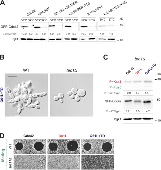 Lysines residues impact Cdc42p stability. Stabilization of GTP-bound Cdc42p induces fMAPK activity in a Tec1p-dependent manner.(A) Levels of GFP-Cdc42p containing the indicated versions of Cdc42p. Wild-type cells (PC538) were grown in SD-URA at 30°C for 5 h (30°C) and shifted to 37°C for 2 h (37°C). See Fig. S1 A for details. (B) Wild-type cells (WT, PC538) and tec1Δ mutant (PC6102) expressing GFP-Cdc42pQ61L+TD (Q61L+TD, PC7654). Scale bar, 10 µm. (C)tec1Δ cells (PC6102) expressing GFP-Cdc42p (PC6454, Cdc42), GFP-Cdc42pQ61L (PC7458, Q61L) or GFP-Cdc42pQ61L+TD (PC7654, Q61L+TD) were grown for 6 h in SD-URA media. See Fig. 3 F for details. (D) Halo formation in response to α-factor for wild-type cells (WT, PC6810) and the ste11Δ mutant (PC6604) expressing same plasmids as in C. Cells grown for 16 h in selective SD-URA media were spread on SD-URA media, and α-factor was spotted at two concentrations on the surface, 2 and 6 µM, to study cell-cycle arrest. Source data are available for this figure: SourceData FS3.