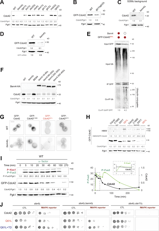 Cells lacking the fMAPK scaffold Bem4p show reduced levels of Cdc42p. (A) Cdc42p levels in extracts prepared from wild-type cells (WT, PC538) or mutants lacking interacting proteins (see Table S1). See Fig. S1 A for details. (B) Levels of GFP-Cdc42p in wild-type cells (WT, PC538) and the gic1Δ gic2Δ double mutant (PC7044). See Fig. S1 A for details. (C) Wild-type cells (PC986) and cells lacking Bem4p (PC4351) in the S288c background examined by IB analysis. See Fig. S1 A for details. (D) Wild-type cells (WT, PC538) and bem4Δ mutant (PC3551) expressing GFP-Cdc42p (PC6454) analyzed by IB analysis. See Fig. S1 A for details. GFP mRNA levels were examined by RT-PCR, SD < 0.2 based on two independent trials. (E) Levels of ubiquitinated GFP-Cdc42pQ61L in wild-type cells (WT) and in the bem4Δ mutant. Numbers indicate relative band intensity of co-immunoprecipitated Ub compared to immunoprecipitated GFP protein. Colored circle refers to cells expressing the indicated versions of Cdc42p and Bem4p. See Fig. 1 A for details. IP; immunoprecipitated. (F) Levels of Bem4-HA and Cdc42p in wild-type cells (WT, PC538), and in the bem4Δ mutant (PC3551) containing versions of Bem4p including Bem4p (BEM4, PC2754), Bem4p16–99 (PC4805), Bem4p99–200 (PC4807), Bem4p200–300 (PC4809), Bem4p300–400 (PC4811). See Fig. S1 A for details. (G) Fluorescence microscopy of wild-type cells (WT, PC538) and the bem4Δ mutant (PC3551) expressing GFP-Cdc42p (Cdc42, PC6454), GFP-Cdc42pC188S (C188S, PC7350), GFP-Cdc42pD57Y (D57Y, PC7455) and Cdc42pQ61L (Q61L, PC7458). Micrographs were taken at the same exposure. Scale bar, 5 µm. (H) Levels of GFP-Cdc42p in same cells described in G grown in SD-URA media for 6 h. Top panel (HMW) corresponds to a longer exposure of the anti-GFP blot. See Fig. S1 A for details. (I) Analysis of P∼Fus3p, GFP-Cdc42p, and Pgk1p levels in wild-type cells (PC6810) expressing GFP-Cdc42p (PC6454) grown in YEPD media supplemented with 12 µM of α-factor the time indicated. Numbers indicate relative protein P∼Fus3p and GFP-Cdc42p compared to Pgk1p to time 0 and were represented in Fig. S3 I. See Fig. 3 F for details. (J) Serial dilutions of the ste4Δ mutant (PC538), ste4Δ bem4Δ (PC3551), and ste4Δ ste11Δ (PC3862) double mutants expressing GFP-Cdc42p (Cdc42, PC6454), GFP-Cdc42pQ61L (Q61L, PC7458), or GFP-Cdc42pQ61L+TD (Q61L+TD, PC7654) were grown on SD-URA (CTL, control) and SD-URA-HIS (fMAPK reporter) media to evaluate the activity of the growth reporter FUS1-HIS3. Source data are available for this figure: SourceData FS4. Refer to the image caption for details.