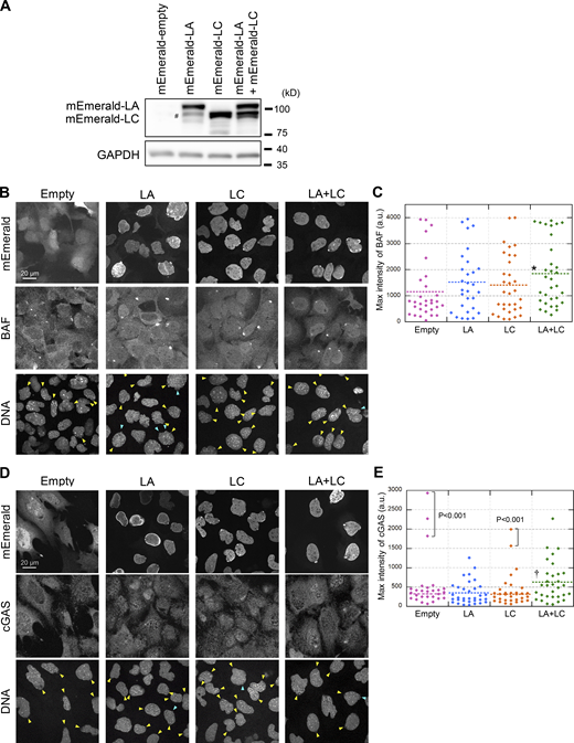The effect of re-expression of A-type lamins. (A) Validation of A-type lamins re-expression in Lmna-KO MEFs. Whole cell lysates from MEFs expressing the indicated constructs were probed with anti-LA/C and anti-GAPDH (as loading control). PB533-mEmerald-C1-Neo were used as control (empty). Positions of the size standards are shown on the right. The degradation fragment is indicated with #. The contribution of the fragment to rescue effects is likely to be marginal because the expression level is significantly low compared to mEmerald-LA (top band). (B–E) Representative images of single confocal sections of the indicated MEFs fixed within 10 min after laser microirradiation and stained with anti-BANF1 (3F10-4G12; B) or anti-cGAS (D), Cy5-labeled anti-mouse IgG or rabbit IgG, and Hoechst 33342 for DNA. The max intensities of BAF (C) and cGAS (E) signals at the rupture sites in the indicated MEFs. The plotted points are from two independent experiments (n = 30, 29, 32, and 32 for Empty, LA, LC, and LA + LC, respectively; significance was determined by a Kruskal–Wallis test, P < 0.05; far outliers were excluded if P < 0.001 by the Smirnov-Grubbs test; horizontal dotted lines show the mean values, *, P < 0.05 from empty control, †, P < 0.05 from LC by a Steel–Dwass multiple comparison after far outliers were excluded). (B and D) Bars: 20 μm. Yellow arrowheads indicate laser microirradiation-induced NE rupture sites. Blue arrowheads indicate spontaneously produced NE protrusions. Source data are available for this figure: SourceData F9.