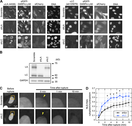 Validation of LA- and LC-KD and the effect of LC-KD on the leakage of NLS-Halo from the nucleus to the cytoplasm. (A and B) Validation of LA- and LC-KD with immunofluorescence (A) and immunoblotting (B). (A) Representative immunofluorescence images of single confocal sections in WT MEFs expressing scrambled control, shLA or shLC with sfCherry stained with anti-LA (4A58, left panel) and anti-LC (ab125679, right panel), followed with Cy5-labeled anti-mouse and rabbit IgG, respectively, and Hoechst 33342 for DNA. Bar: 20 μm. (B) Whole cell lysates from WT MEFs expressing the indicated shRNAs were probed with anti-LA/C and anti-GAPDH (as loading control). Positions of the size standards are shown on the right. (C and D) During time-lapse imaging of WT MEFs expressing scrambled control (shScr) or shLC with 1 min intervals, a 2-μm diameter spot was laser-microirradiated to induce NE rupture (yellow arrowheads). (C) Dynamics of NLS-Halo in response to NE rupture in the indicated cells. The right four columns are magnified views of orange boxes. Bars: 5 μm (the first column) and 2 μm (the second to fifth column). (D) The cytoplasmic-to-nuclear intensity (C/N) ratio of NLS-Halo was measured and plotted to monitor NE rupture (means ± SEM; n = 10 cells; *, P < 0.05 from control by a Mann-Whitney U test). Source data are available for this figure: SourceData FS2. Refer to the image caption for details.
