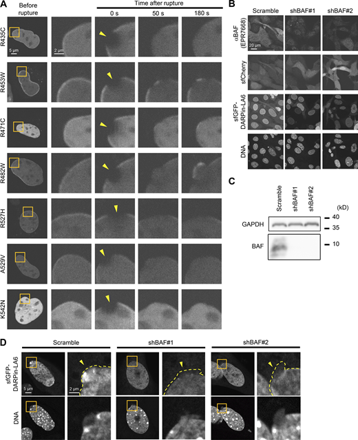 Dynamics of LC Ig-fold laminopathy mutants and validation of BAF-KD. (A) Dynamics of mEmerald-LC Ig-fold point mutants in Lmna-KO MEF. The right four columns are magnified views of orange boxes, and the rupture sites are indicated with yellow arrowheads. Bars: 5 μm (the first column) and 2 μm (the second to fifth column). (B and C) Validation of BAF-KD with immunofluorescence (B) and immunoblotting (C). (B) Representative immunofluorescence images of single confocal sections in WT MEFs expressing scrambled control (shScr), shBAF#1 or shBAF#2 with sfGFP-DARPin-LA6 and sfCherry stained with anti-BANF1/BAF (EPR7668), followed by Cy5-labeled anti-rabbit IgG, and Hoechst 33342 for DNA. Bar: 20 μm. (C) Whole cell lysates from MEFs expressing the indicated shRNAs were probed with anti- BANF1/BAF (EPR7668) and anti-GAPDH (as loading control). Positions of the size standards are shown on the right. (D) Representative images of single confocal sections of sfGFP-DARPin-LA6 in a NE protrusion in MEFs fixed within 10 min after microirradiation. DNA was stained with Hoechst 33342. The right image of each column is magnified view of orange box. The edges of protruded DNA regions are indicated with yellow dotted line (top right of each column). Bars: 5 μm (the left of each column) and 2 μm (the right of each column). Source data are available for this figure: SourceData FS4. Refer to the image caption for details.