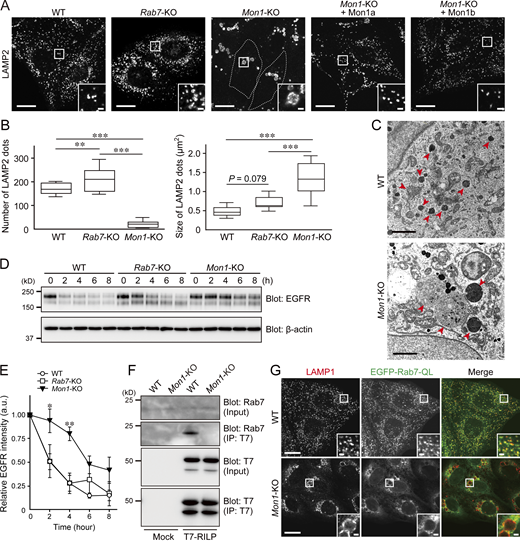 Severe defects in the endosome maturation of Mon1-KO cells. (A) Immunostaining of LAMP2 in the cells indicated. Mon1-KO cells are outlined with dotted lines. Insets show magnified views of the boxed areas. Scale bars, 20 µm; insets, 2 µm. (B) The numbers and sizes of LAMP2-positive dots per cell (n = 15 cells) in A were determined. The solid bars, boxes, and whiskers indicate the median, interquartile range (25–75th percentile), and upper and lower quartiles, respectively, of the values. The statistical analyses were performed by one-way ANOVA and Tukey’s test. **, P < 0.01; ***, P < 0.001. (C) WT and Mon1-KO cells were examined by electron microscopy. The red arrowheads point to MVBs and lysosomes. Scale bars, 1 µm. (D) Degradation of EGFR in the indicated cells after exposure to 200 ng/ml EGF. Their cell lysates were analyzed by immunoblotting with the antibodies indicated. The blots shown are representative of three independent experiments. (E) Quantification of EGFR bands shown in D (n = 3). The statistical analyses were performed by two-way ANOVA and Bonferroni t test. *, P < 0.05; **, P < 0.01. (F) The amount of active, GTP-bound Rab7 in WT and Mon1-KO cells was analyzed by an effector-based pull-down assay with beads coupled to T7-RILP (Cantalupo et al., 2001). (G) Immunostaining of LAMP1 in WT and Mon1-KO cells stably expressing EGFP-Rab7-QL. Insets show magnified views of the boxed areas. Scale bars, 20 µm; insets, 2 µm. Source data are available for this figure: SourceData F1. Refer to the image caption for details.