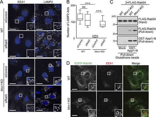 Formation of enlarged endosomes in the Mon1-KO cell is Rab5-dependent. (A) WT and Mon1-KO cells were transfected with control siRNA (siControl) or Rab5A/B/C siRNAs (siRab5). 3 d after transfection, the cells were immunostained with anti-LAMP2 antibody. Insets show magnified views of the boxed areas. Scale bars, 20 µm; insets, 2 µm. (B) The numbers of LAMP2-positive dots per cell (n = 15 cells) in A were determined. The solid bars, boxes, and whiskers indicate the median, interquartile range (25–75th percentile), and upper and lower quartiles, respectively, of the values. The statistical analyses were performed by one-way ANOVA and Tukey’s test. ***, P < 0.001. (C) The amount of active, GTP-bound Rab5 in the WT and Mon1-KO cells was analyzed by an effector-based pull-down assay with beads coupled to GST-Appl1-N (Zhu et al., 2007). (D) Immunostaining of EEA1 in WT and Mon1-KO cells stably expressing EGFP-Rab5A. Insets show magnified views of the boxed areas. Scale bars, 20 µm; insets, 2 µm. Source data are available for this figure: SourceData F2. Refer to the image caption for details.